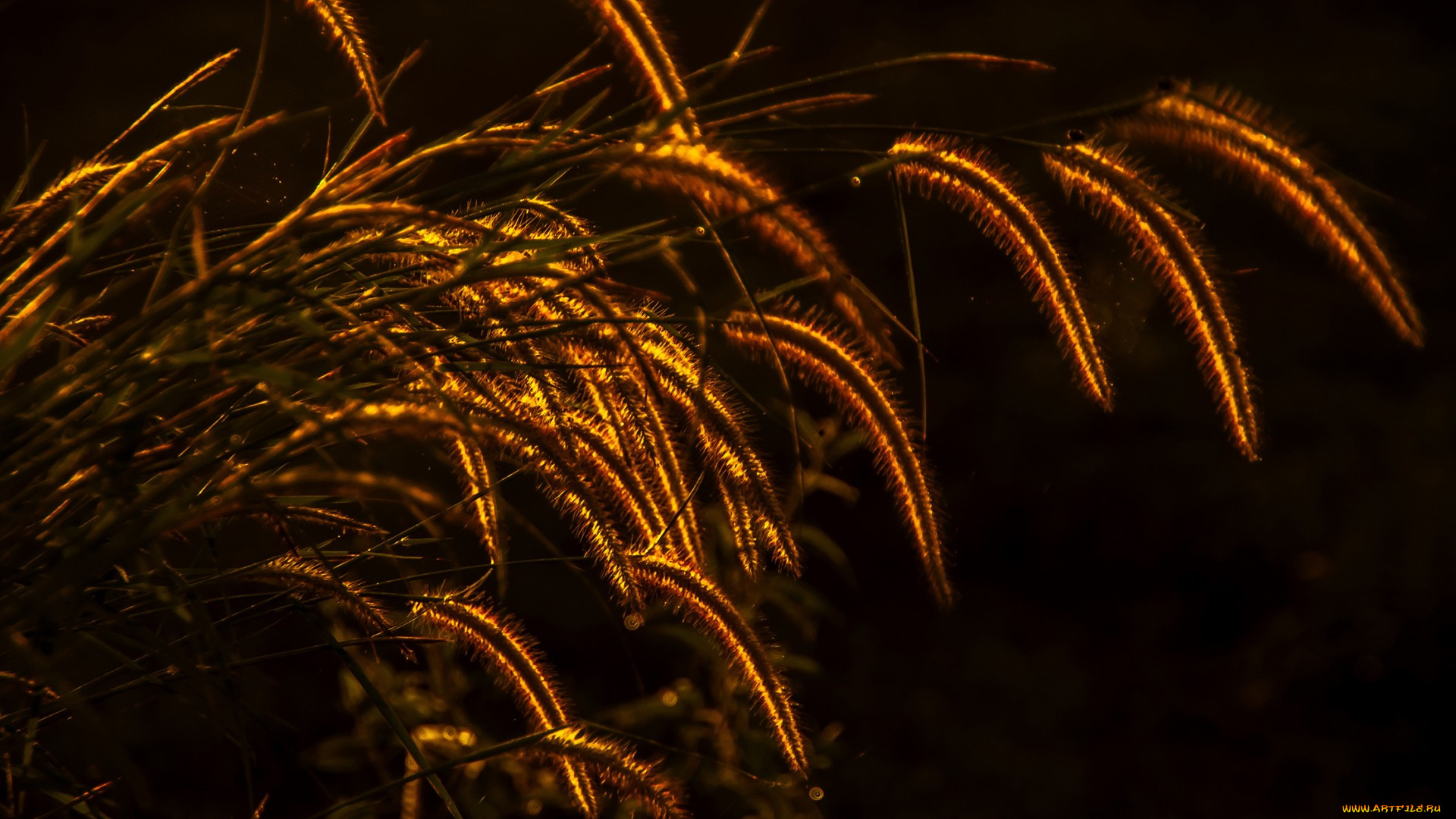 природа, макро, освещение, колоски, трава, растение