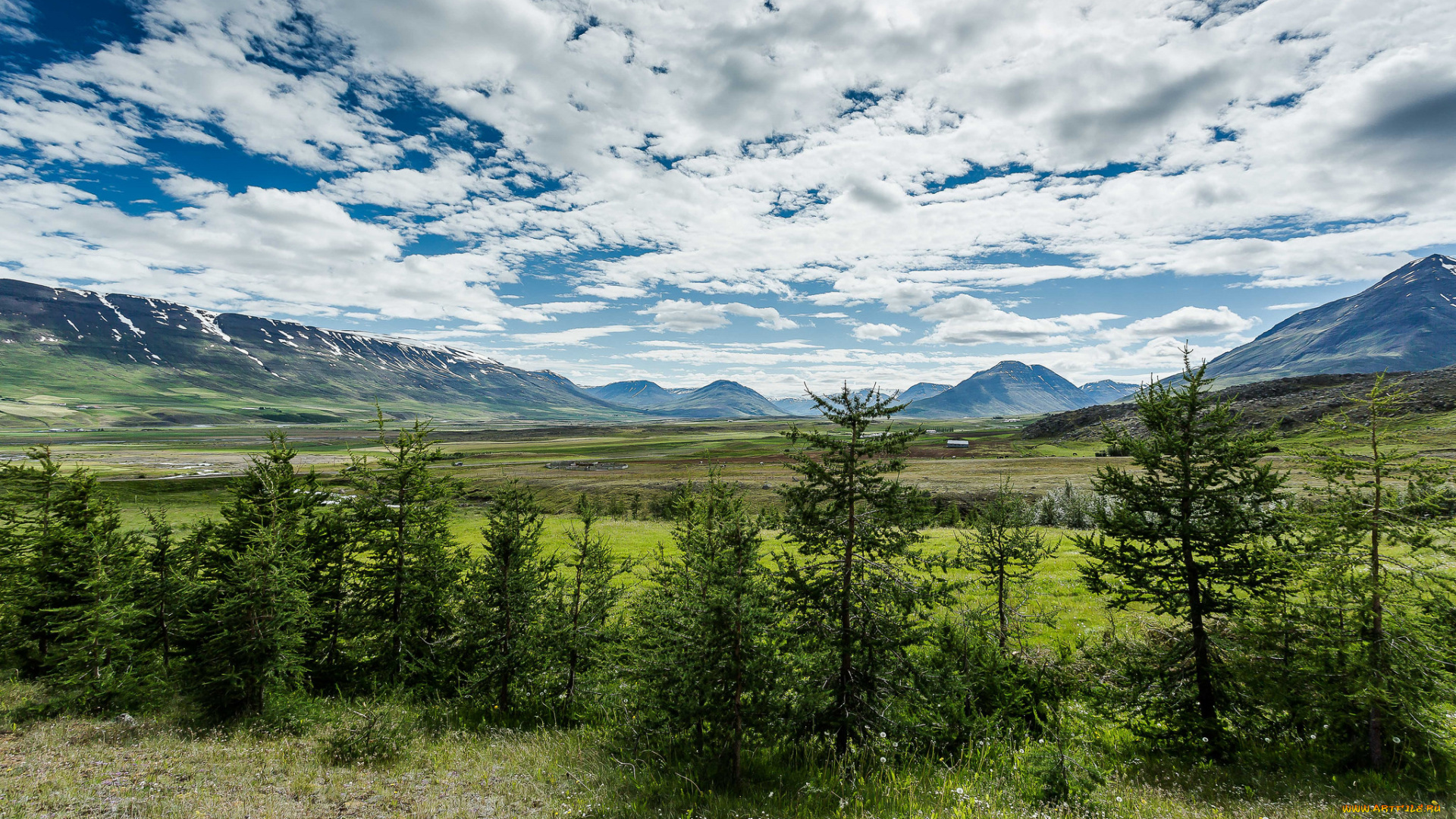 природа, пейзажи, ели, равнина, горы