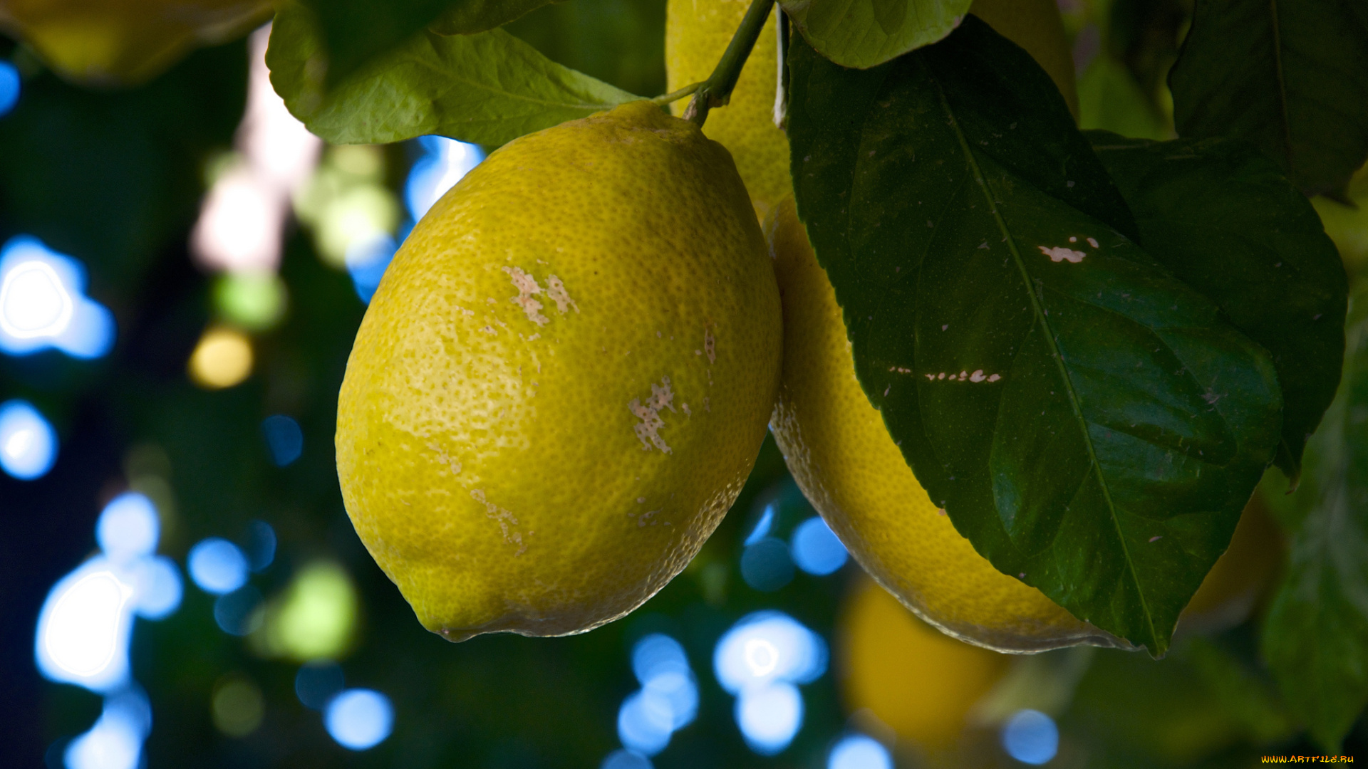 природа, плоды, лимон, листья, ветки