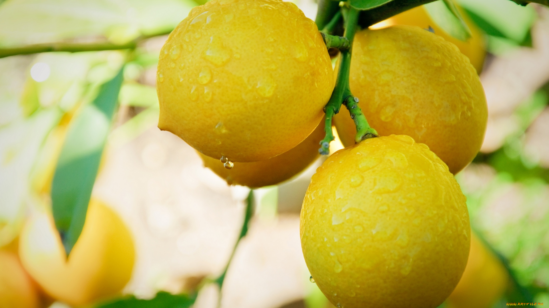 природа, плоды, росинки, капельки, плод, лимон, листья, ветки