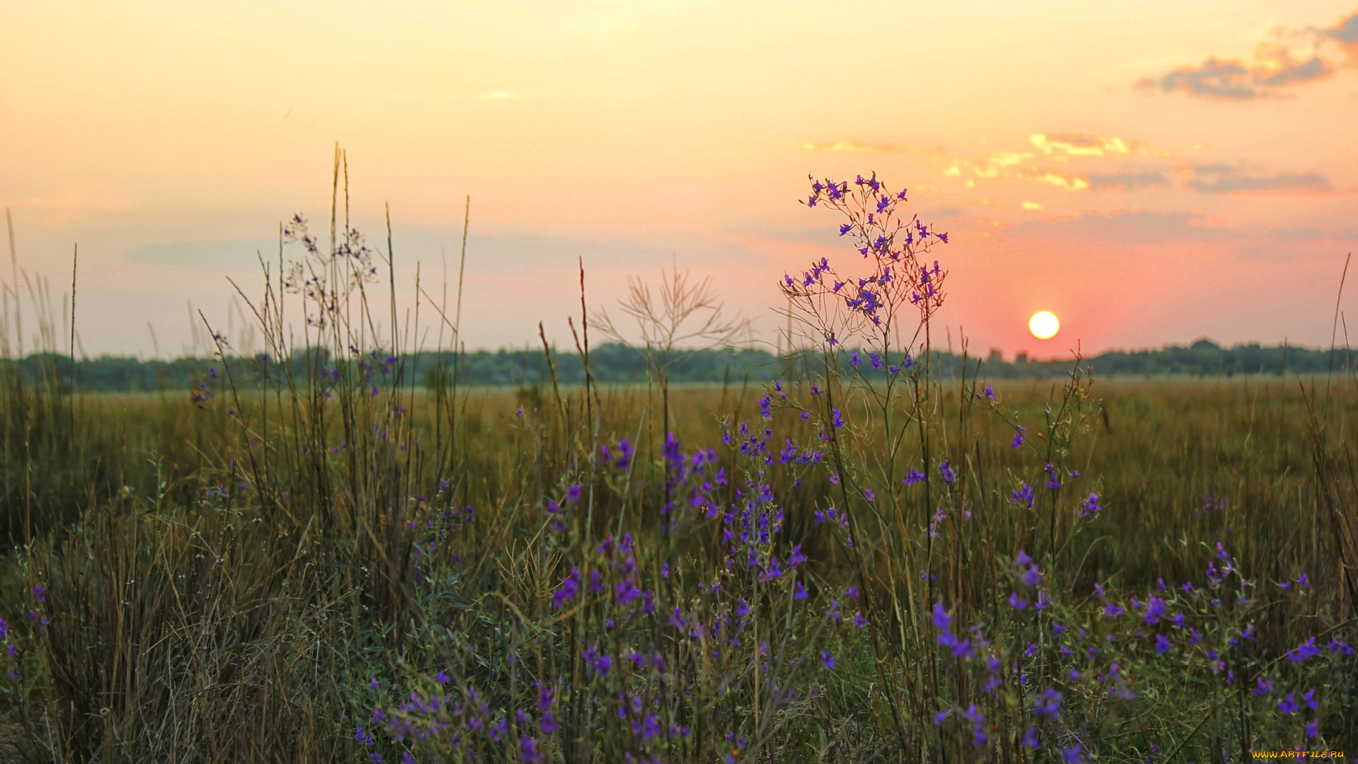 природа, восходы, закаты, луг, солнце