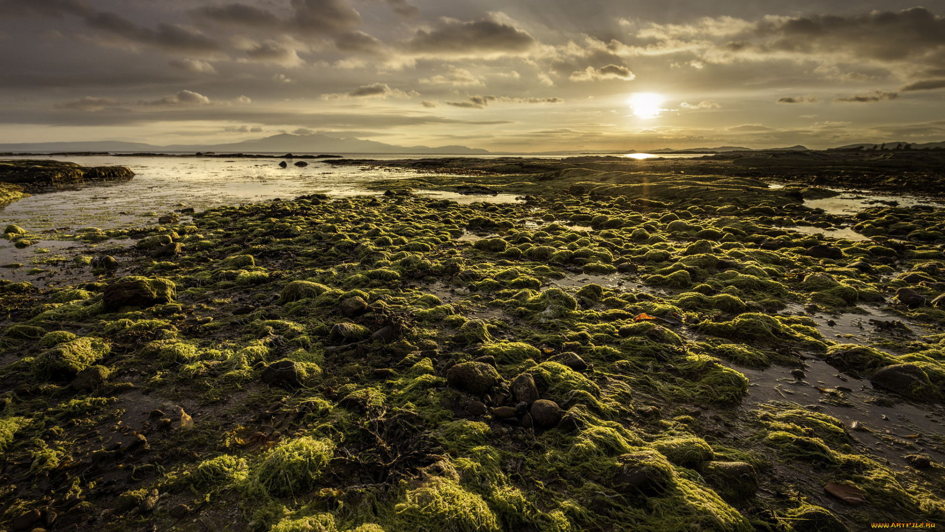 природа, восходы, закаты, водоросли, пляж, море, утро, солнце, горизонт