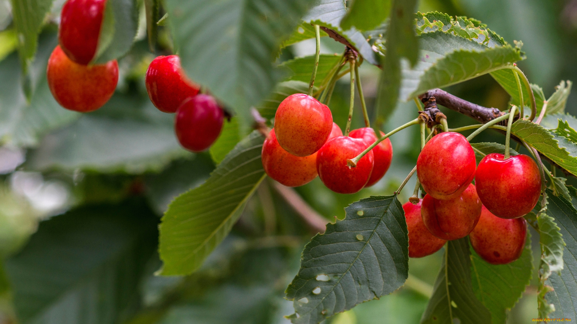 природа, Ягоды, черешня