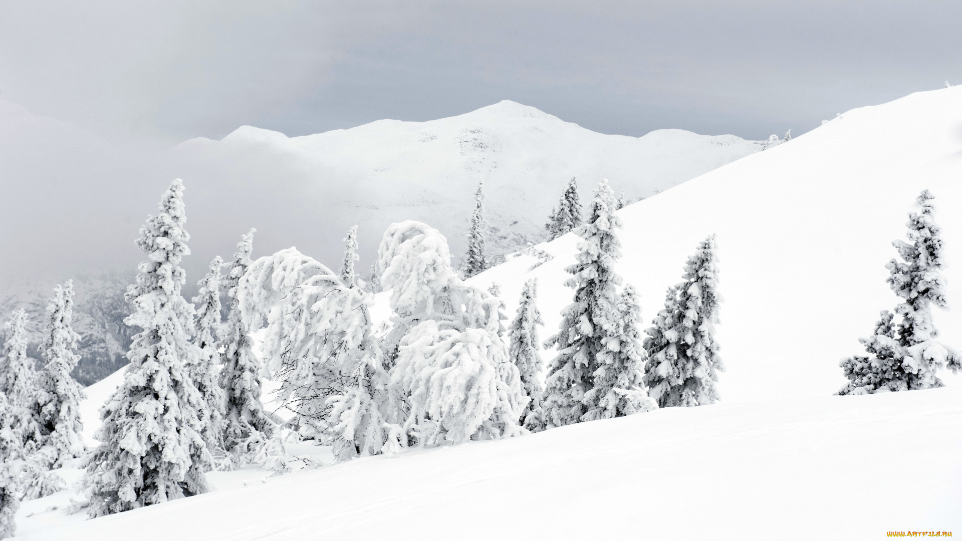 природа, зима, снег, деревья