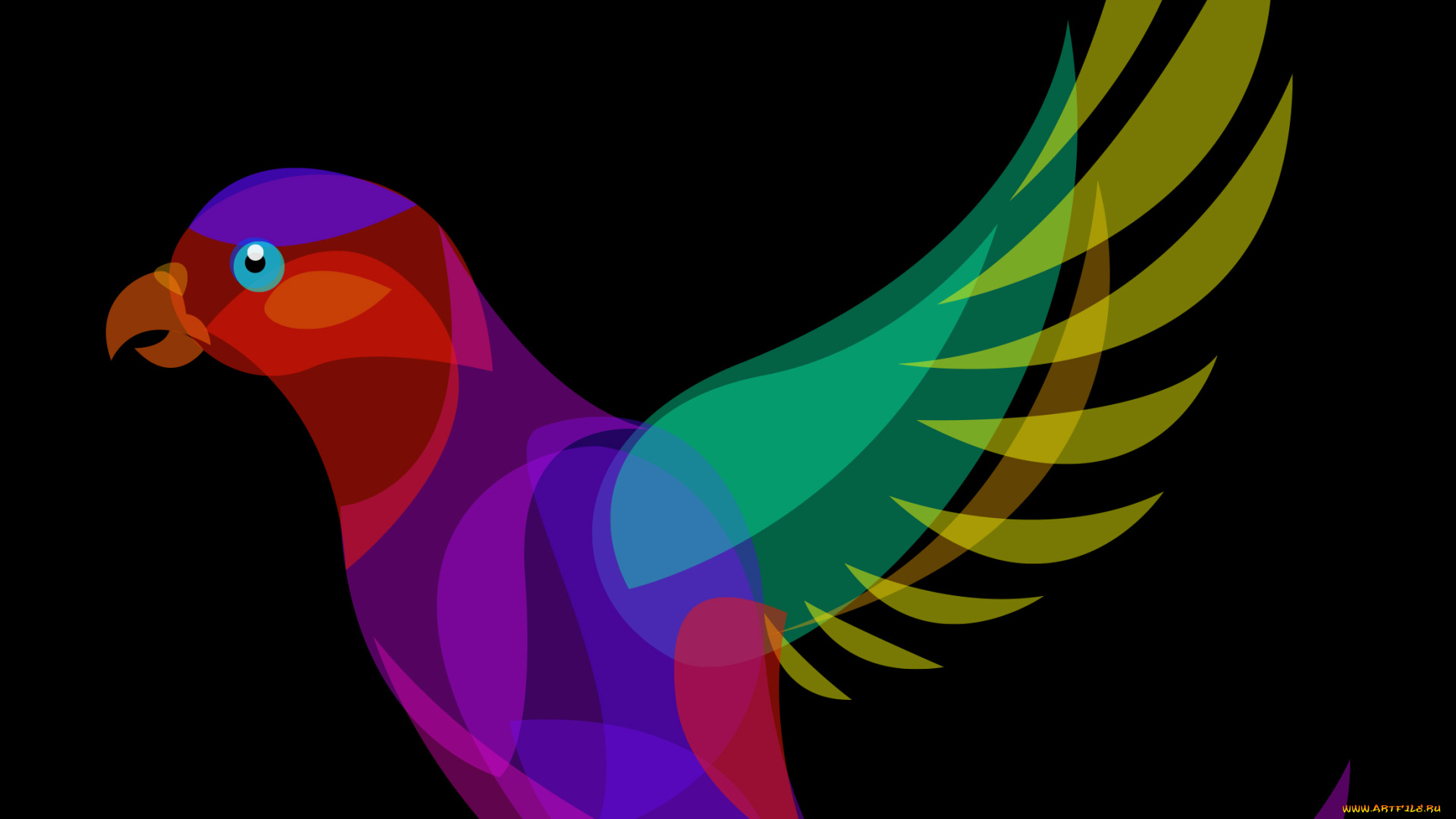 векторная, графика, птицы, фон, попугай