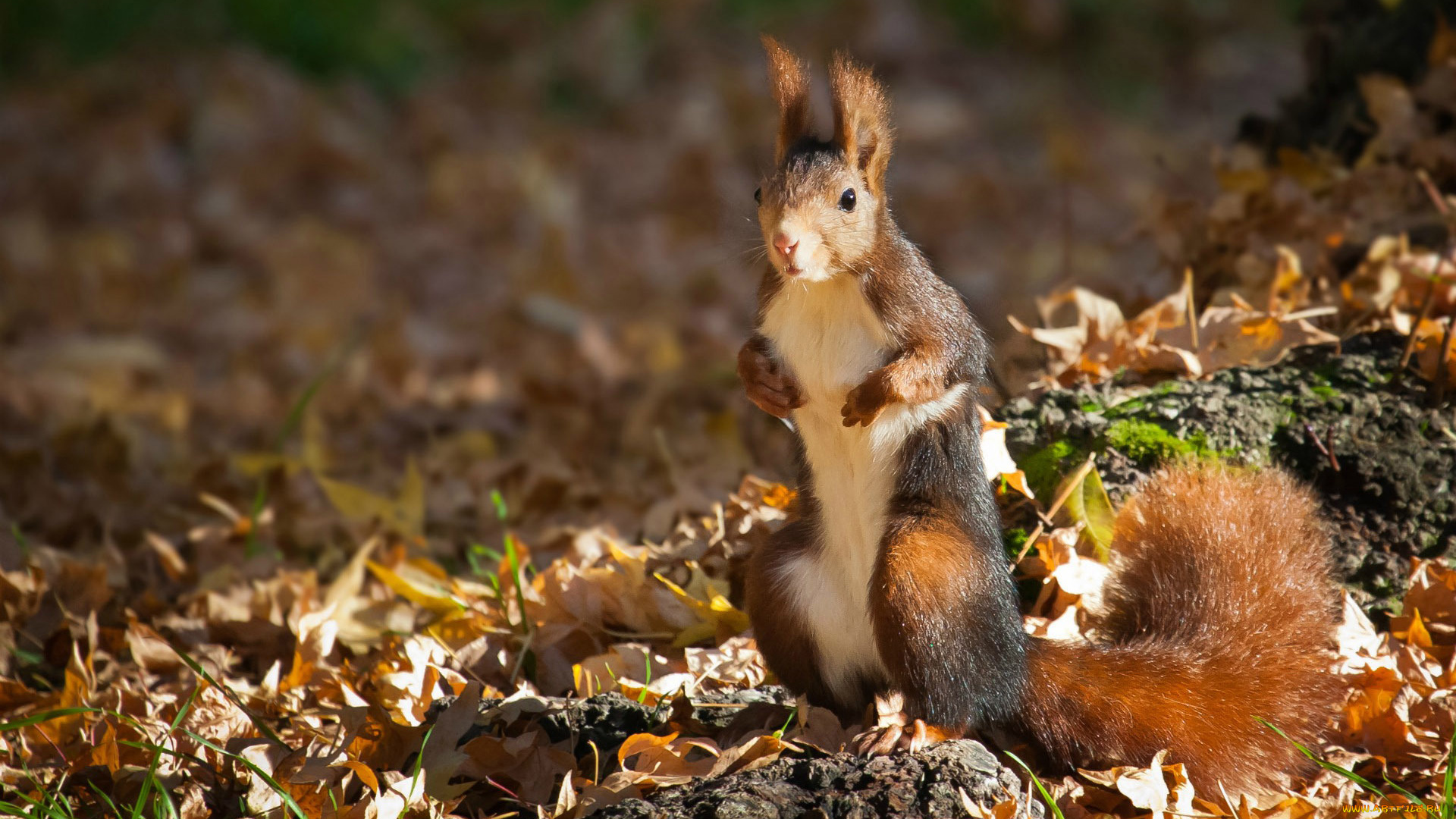 животные, белки, взгляд