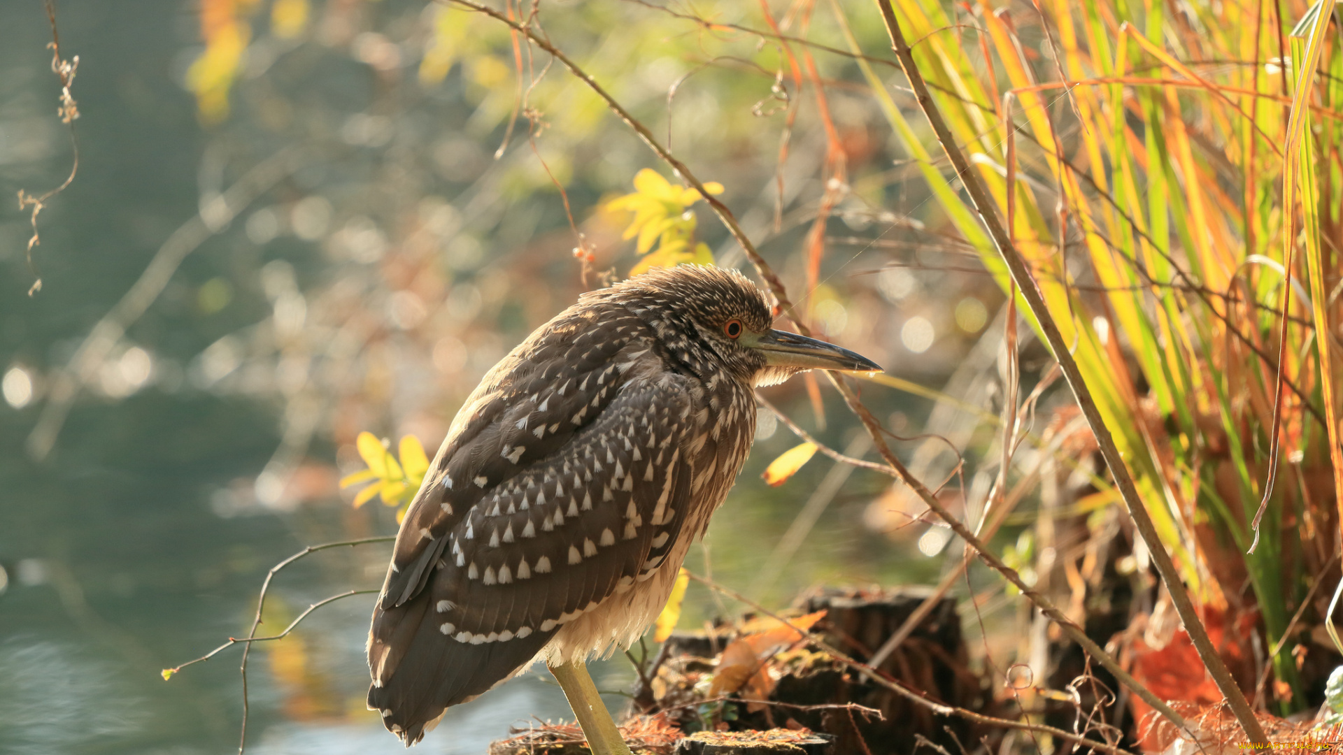 животные, цапли, , выпи, трава, водоем, птица, ветки, пни