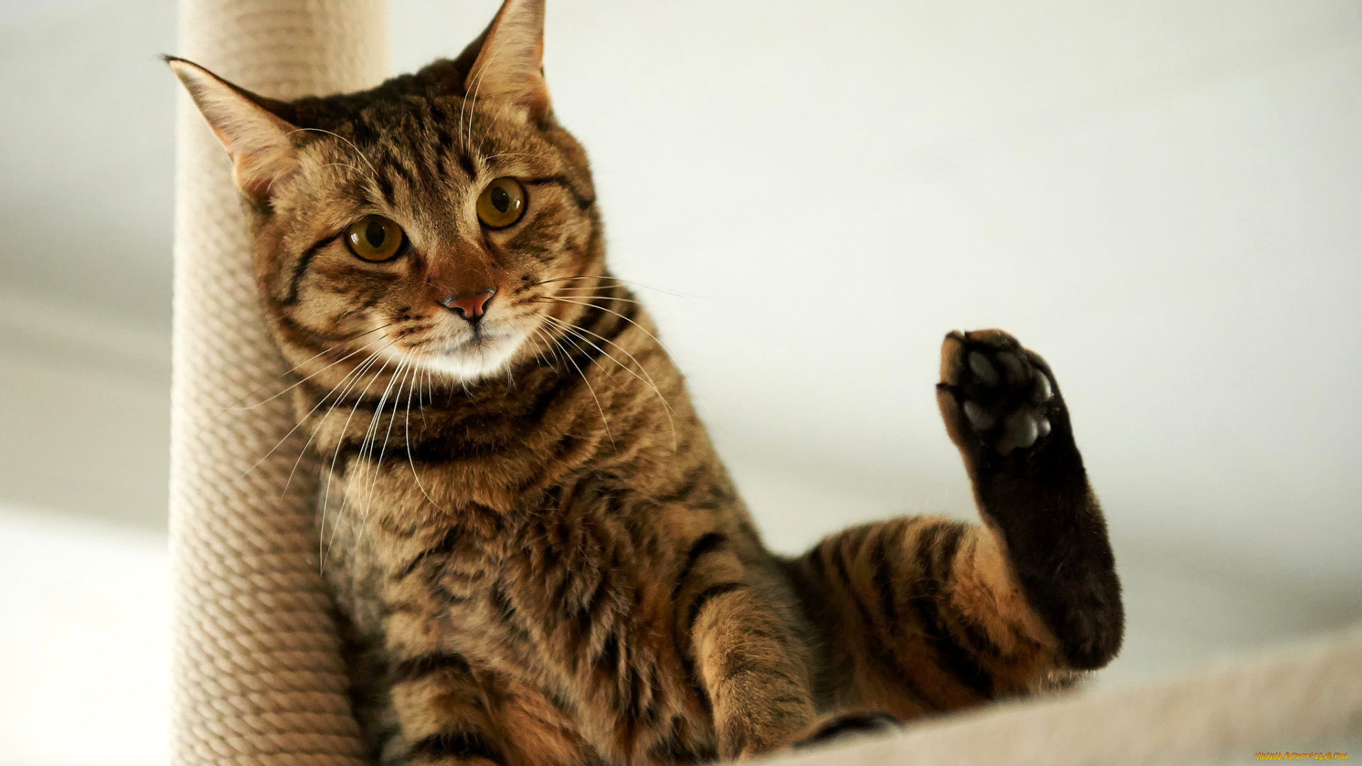 животные, коты, фон, сидит, лапа, взгляд, кот