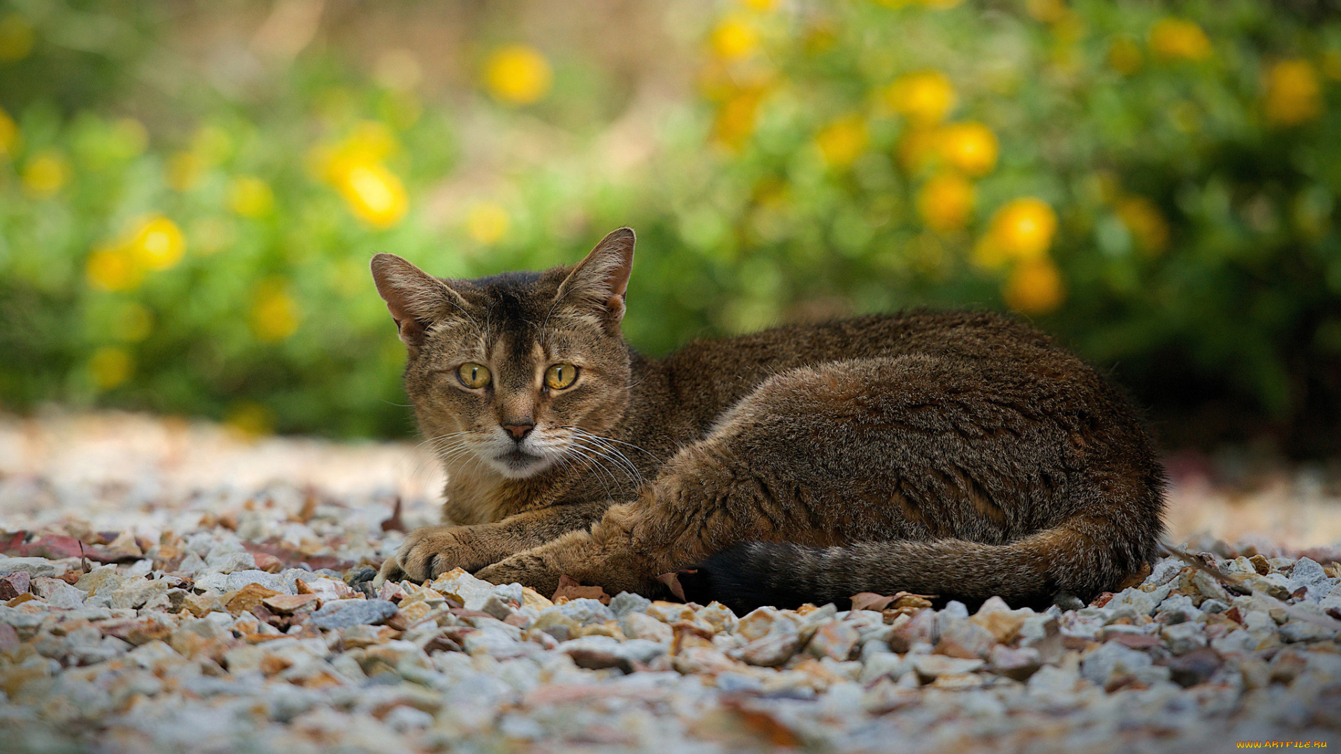 животные, коты, камешки, взгляд, отдых, дорожка, кошка, серо-коричневая