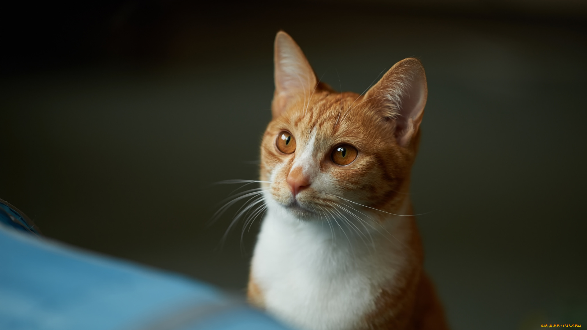 животные, коты, кот, рыжий, мордочка, взгляд