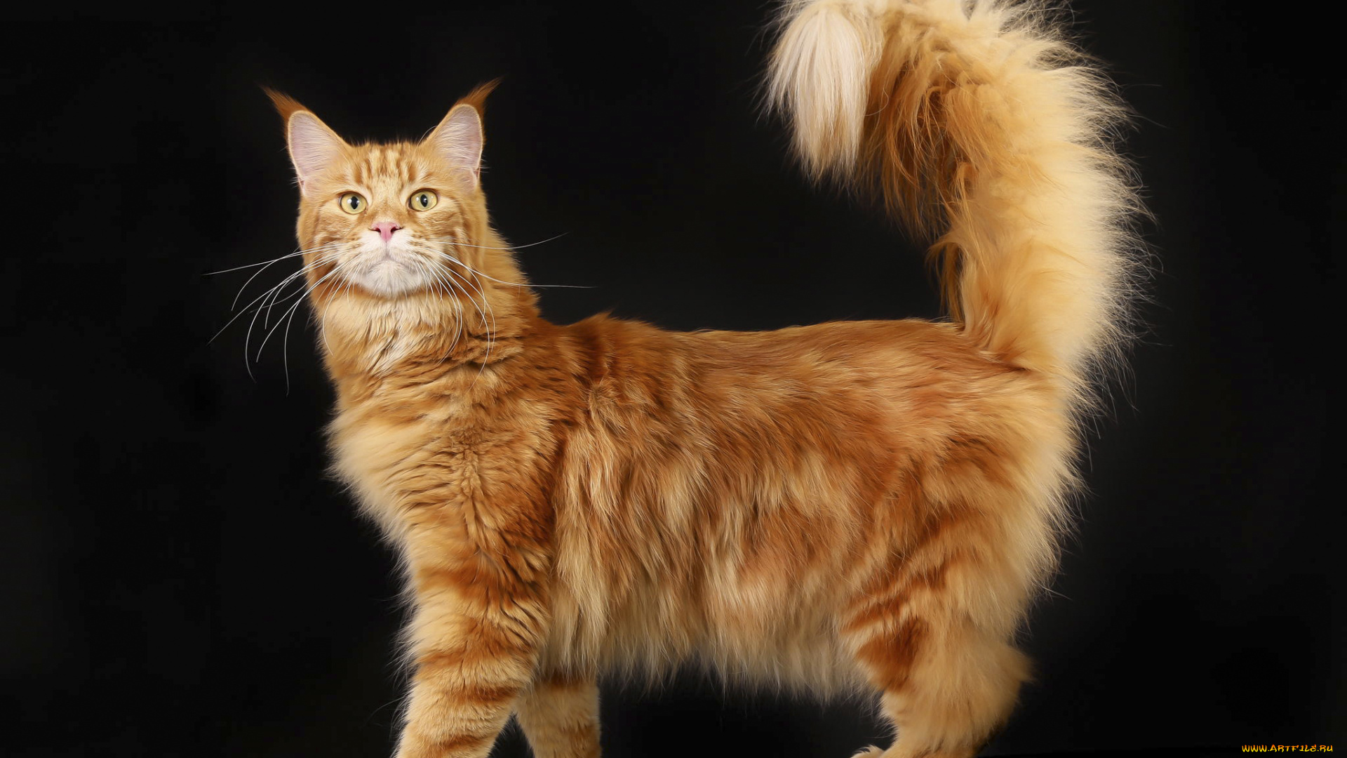 животные, коты, мейн-кун, рыжий, пушистый