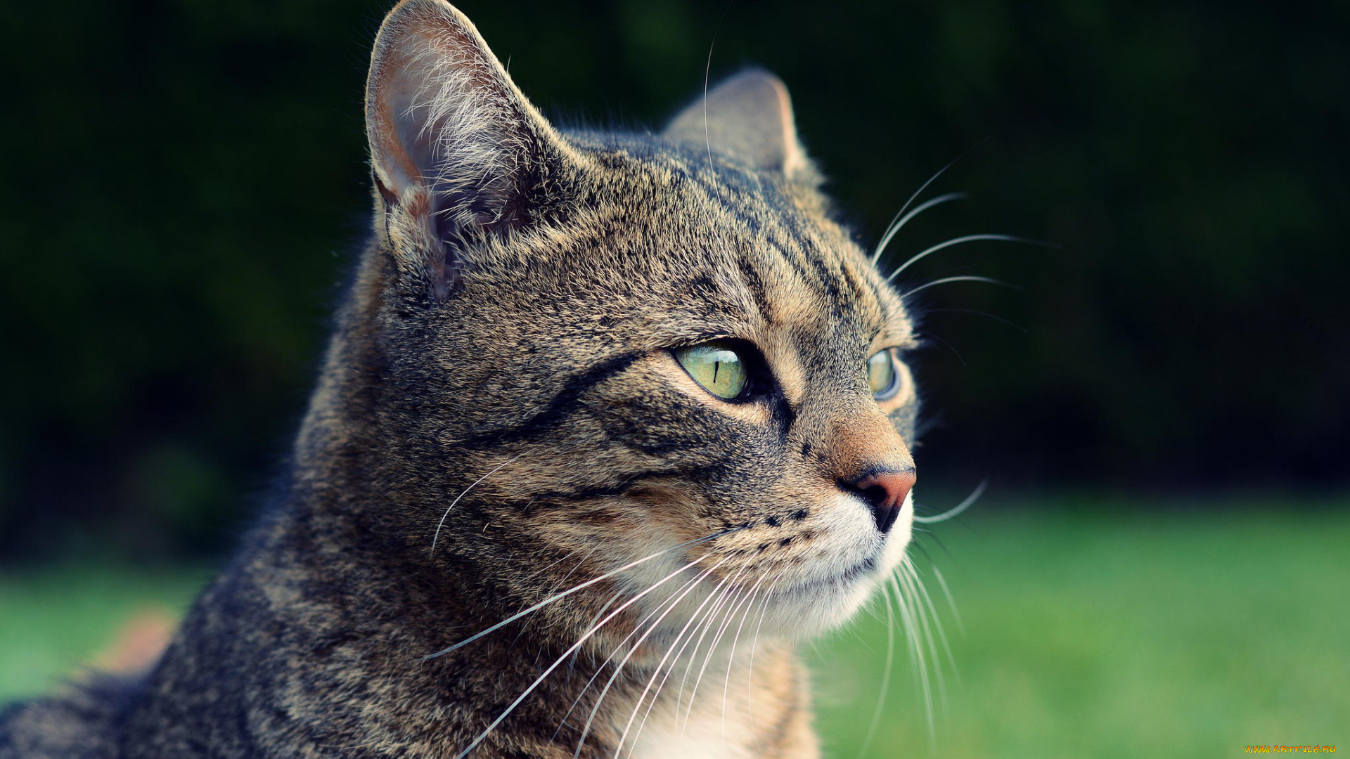 животные, коты, природа, взгляд, морда, серый, кот