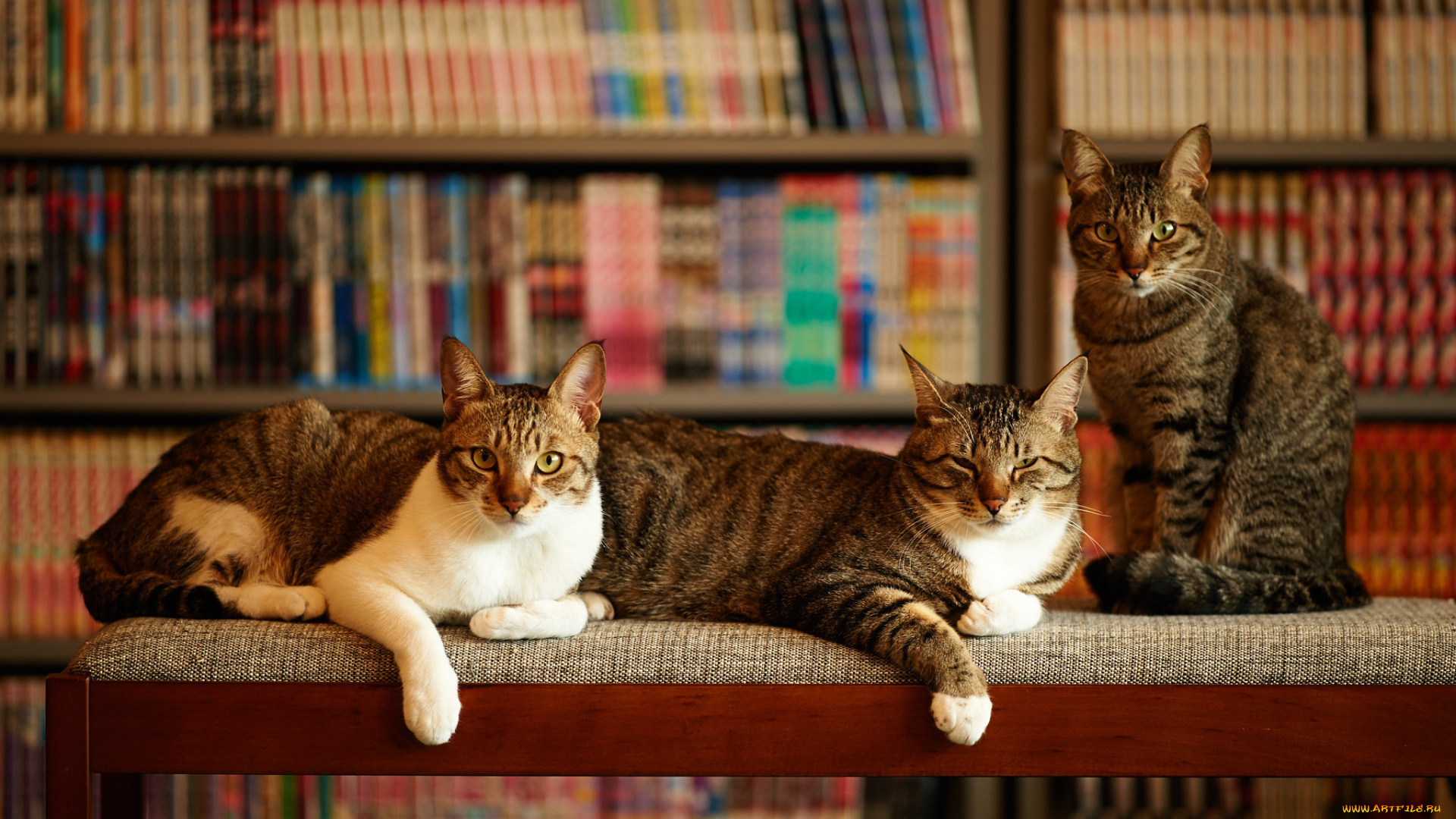 животные, коты, три, дом, кошки