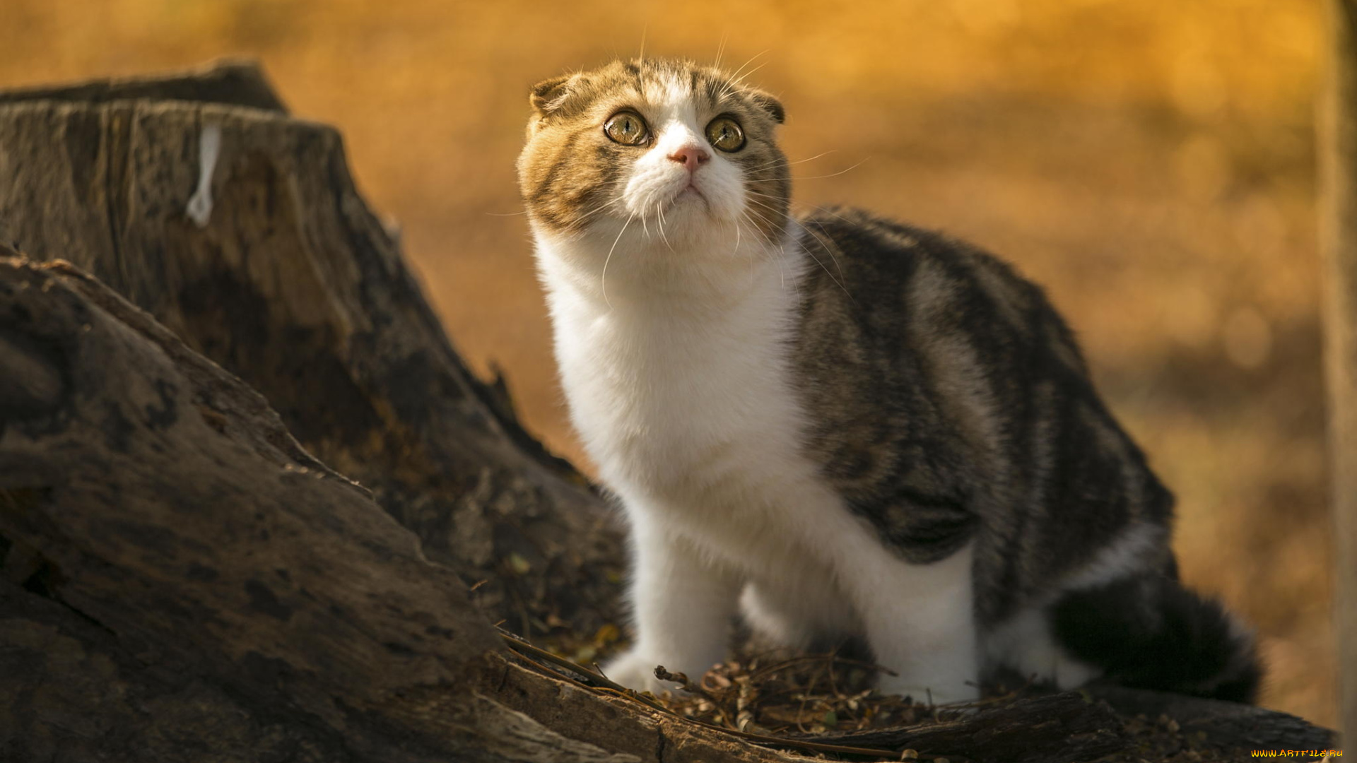 животные, коты, взгляд, пенек, природа, кошка, шотландская, вислоухая