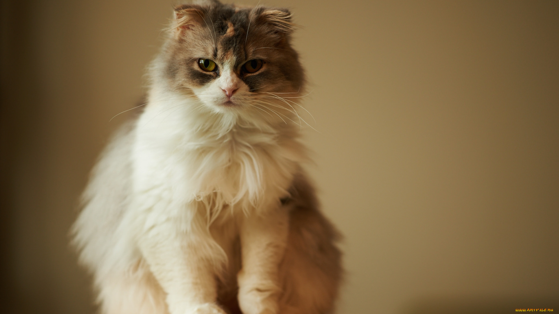 животные, коты, взгляд, пушистая, кошка, фон