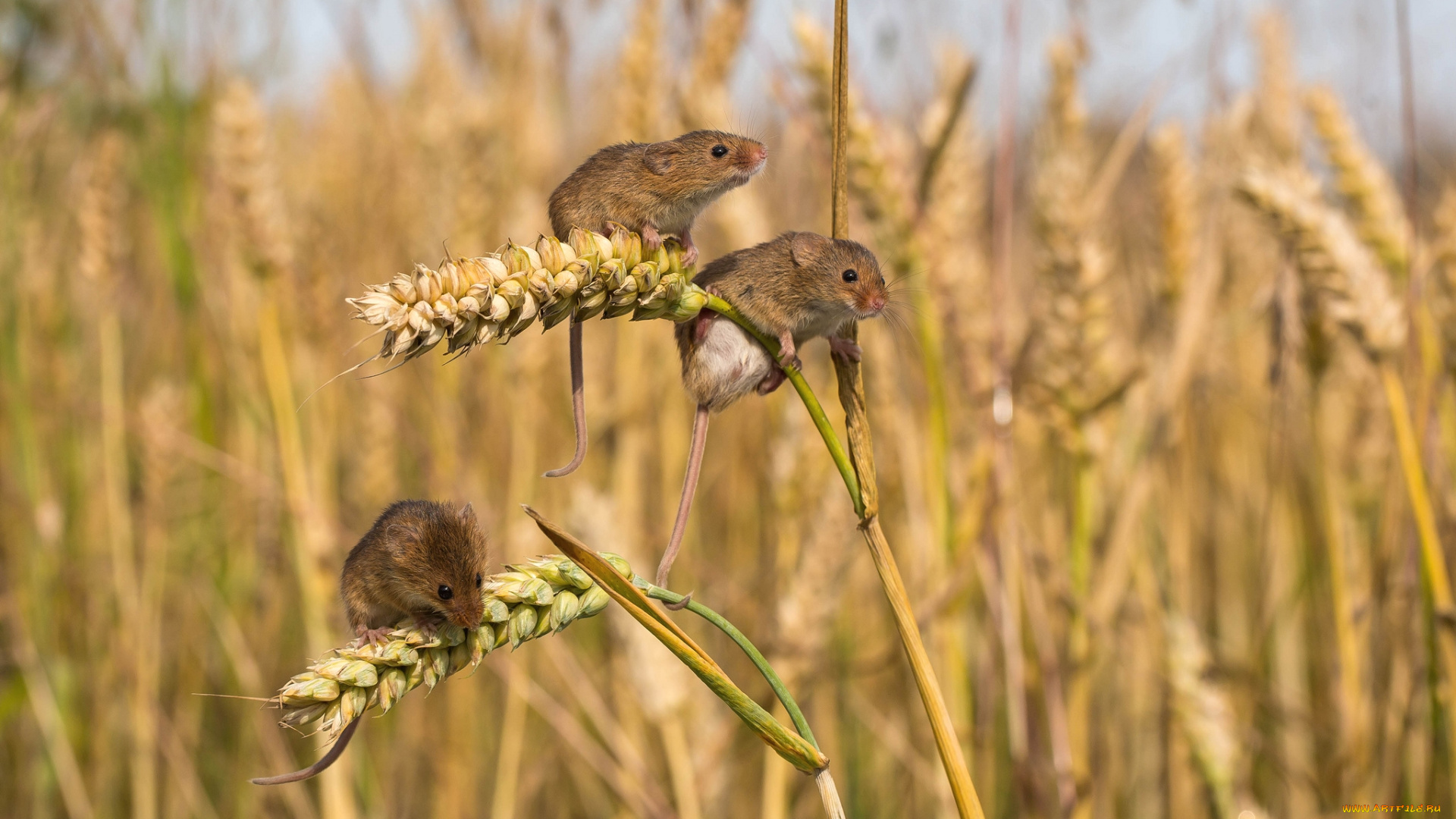животные, крысы, , мыши, крохи, пшеница