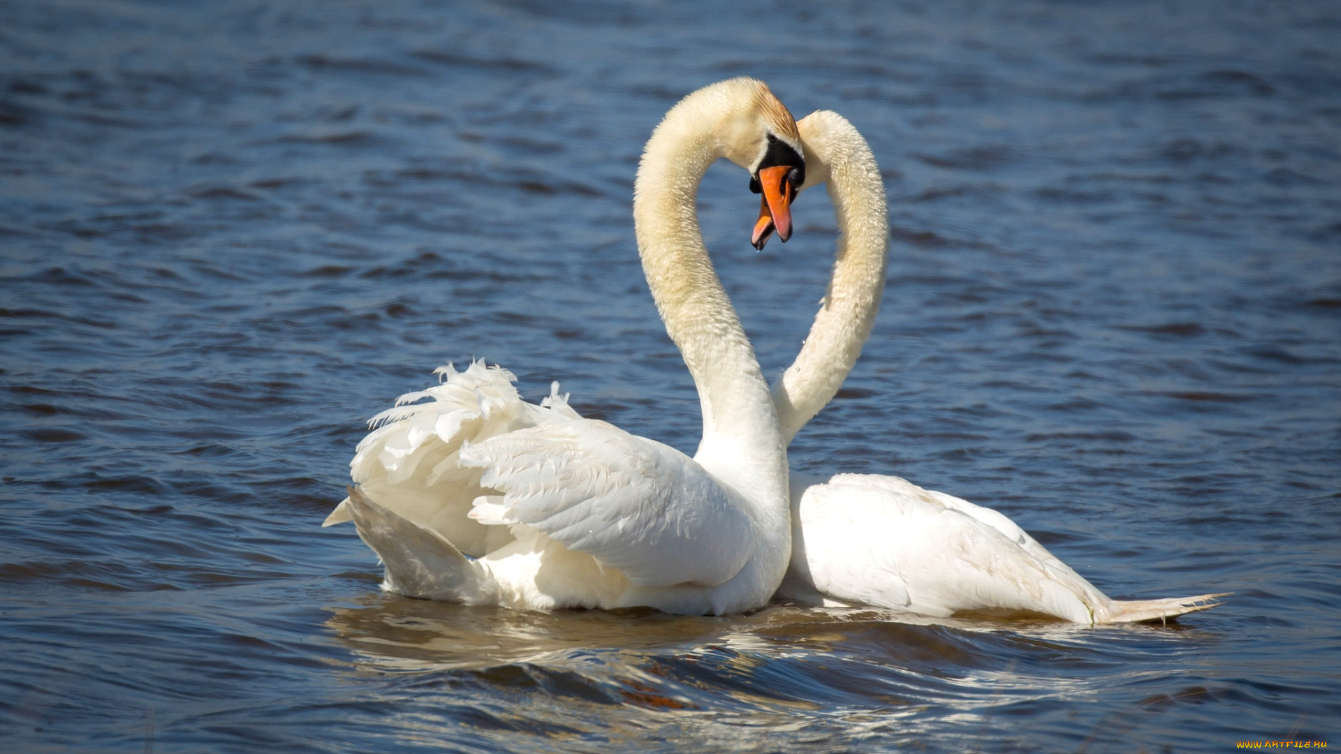 животные, лебеди, любовь