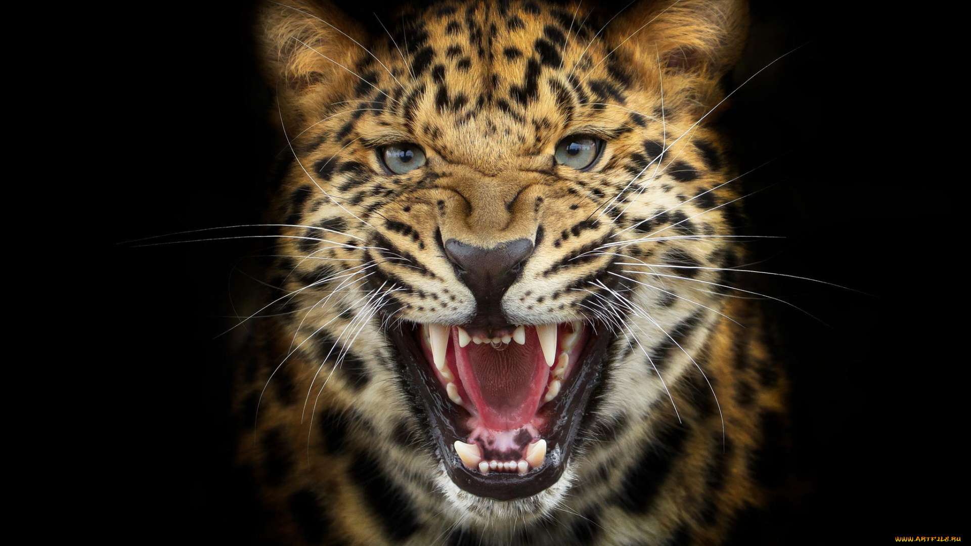 животные, леопарды, фон, рык