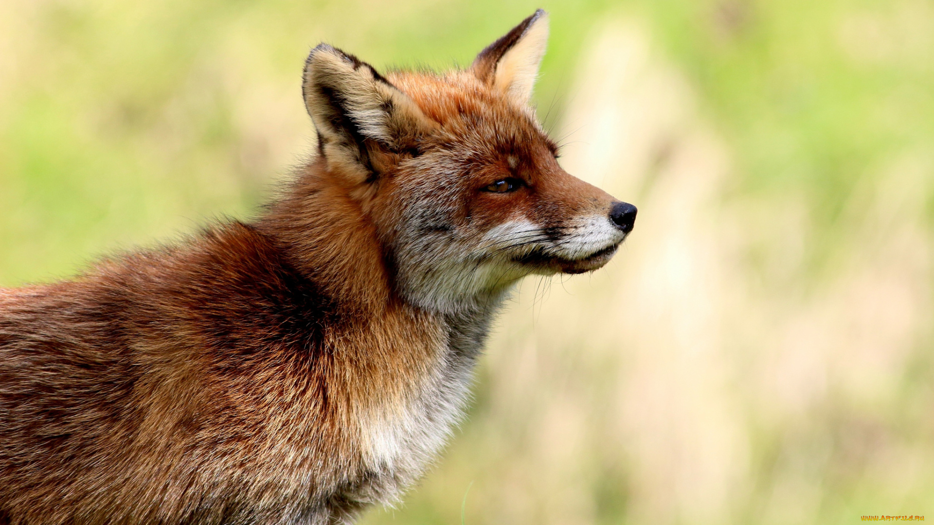 животные, лисы, фон, лиса, рыжая, профиль