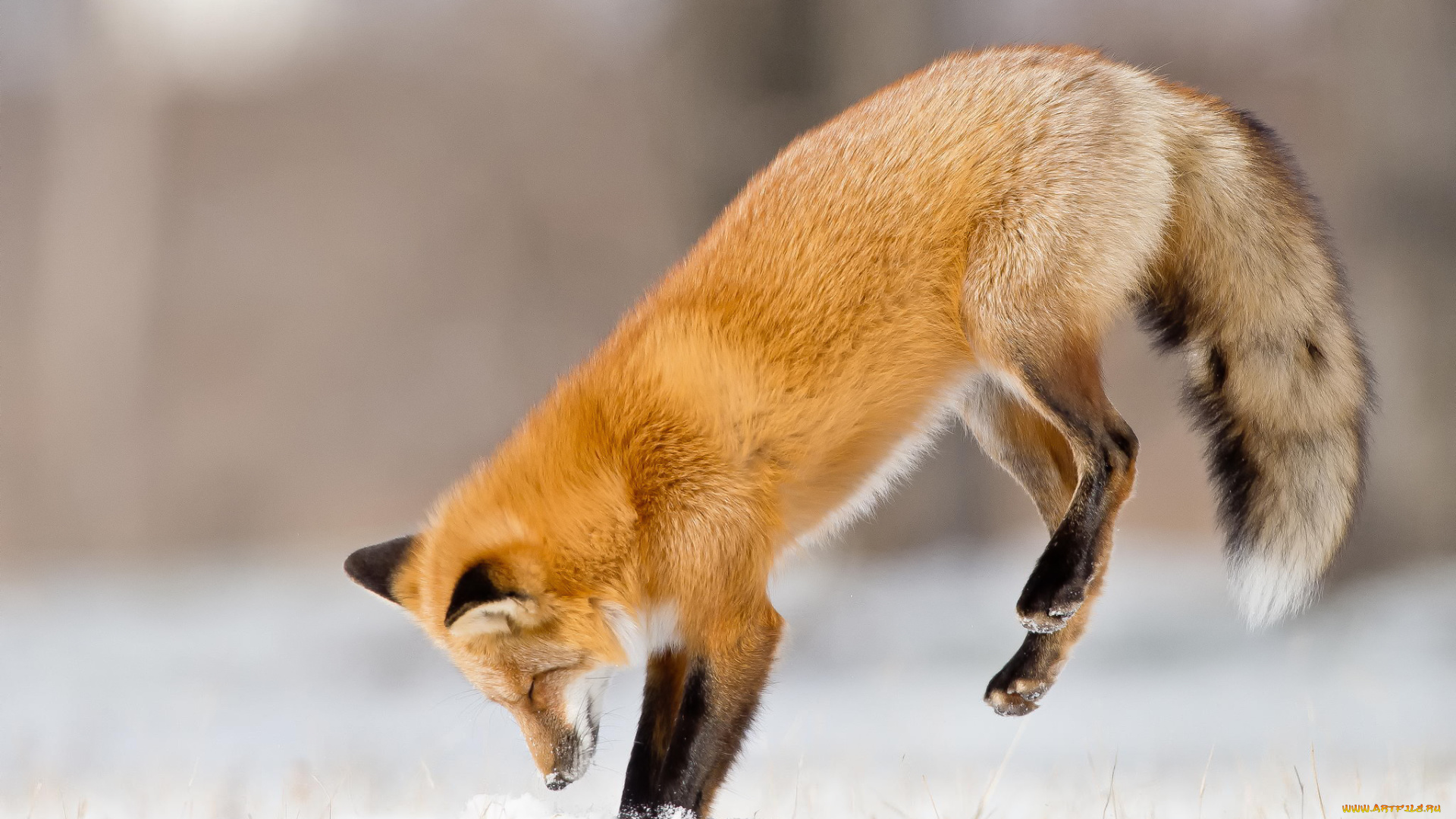животные, лисы, охота, зима, снег, прыжок, лиса