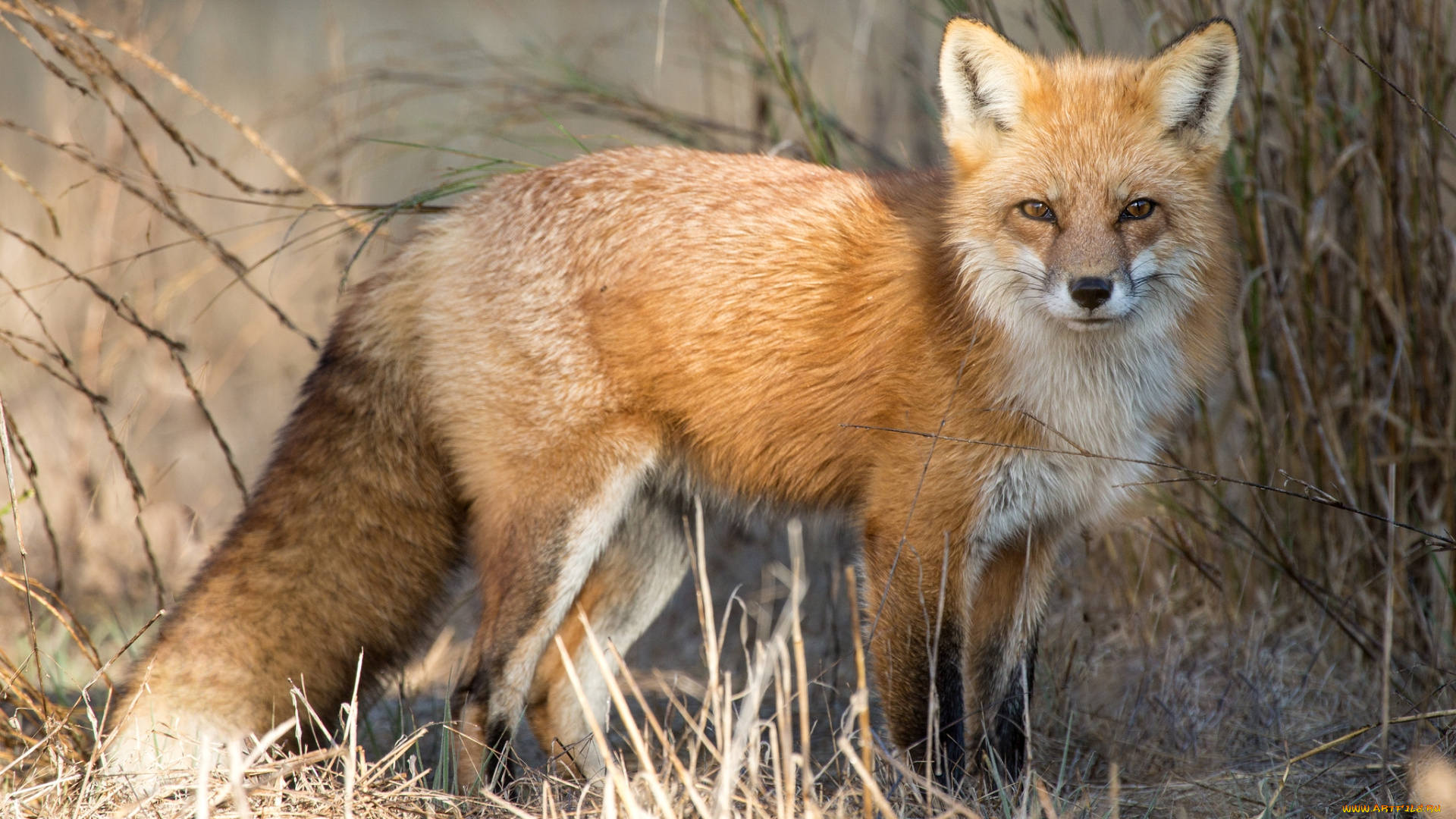 животные, лисы, рыжая