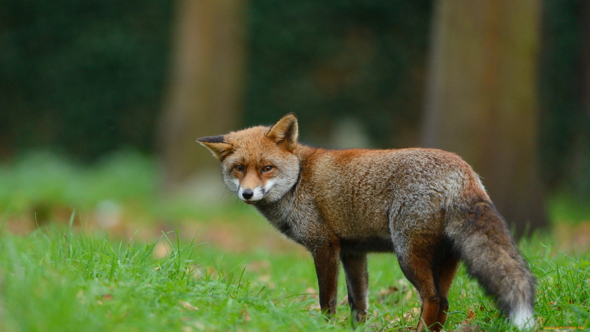 животные, лисы, животное, лиса, природа, лес, трава, взгляд