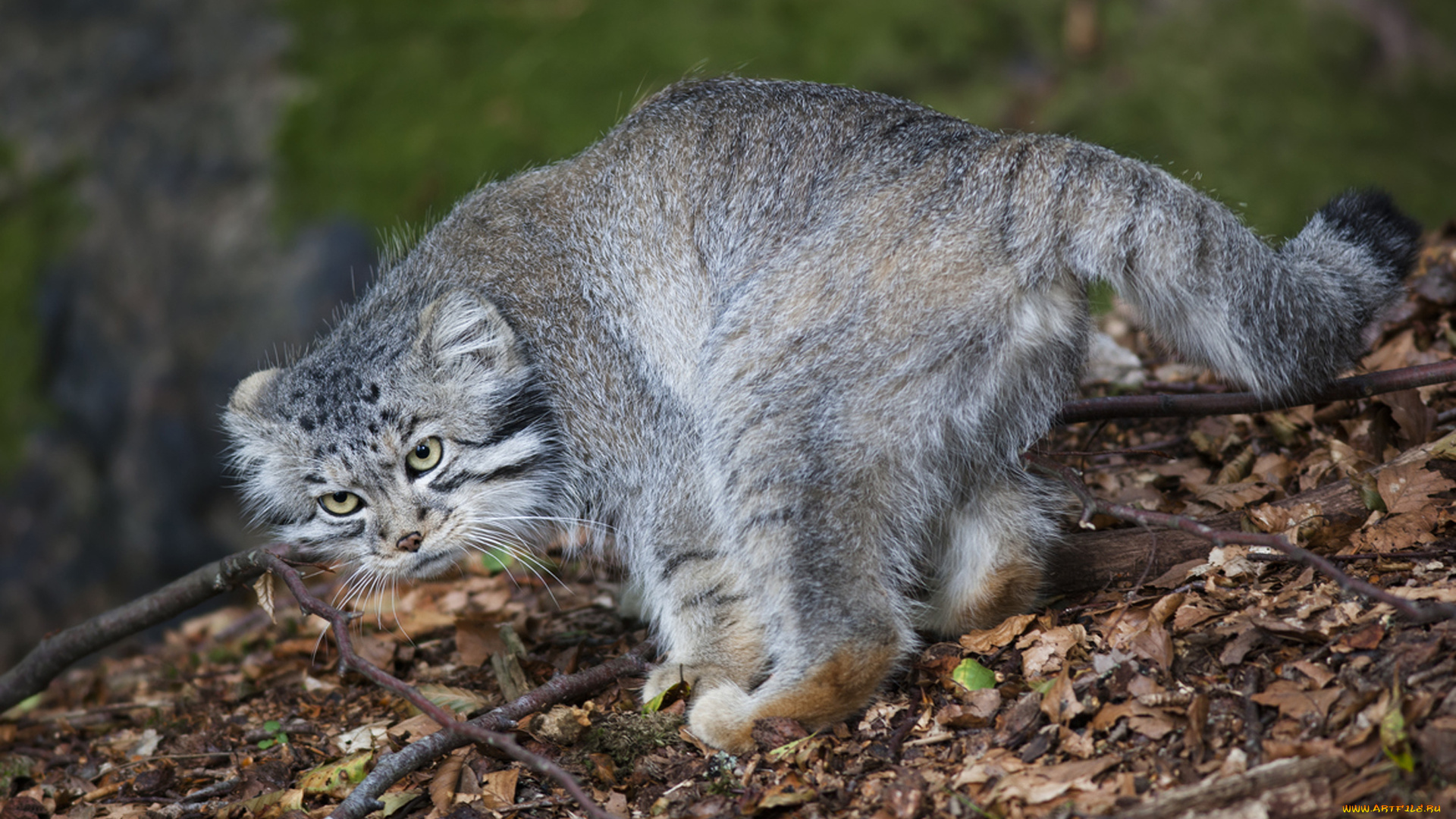 животные, манулы, природа, ветки, листья, взгляд, хищник, кот, манул
