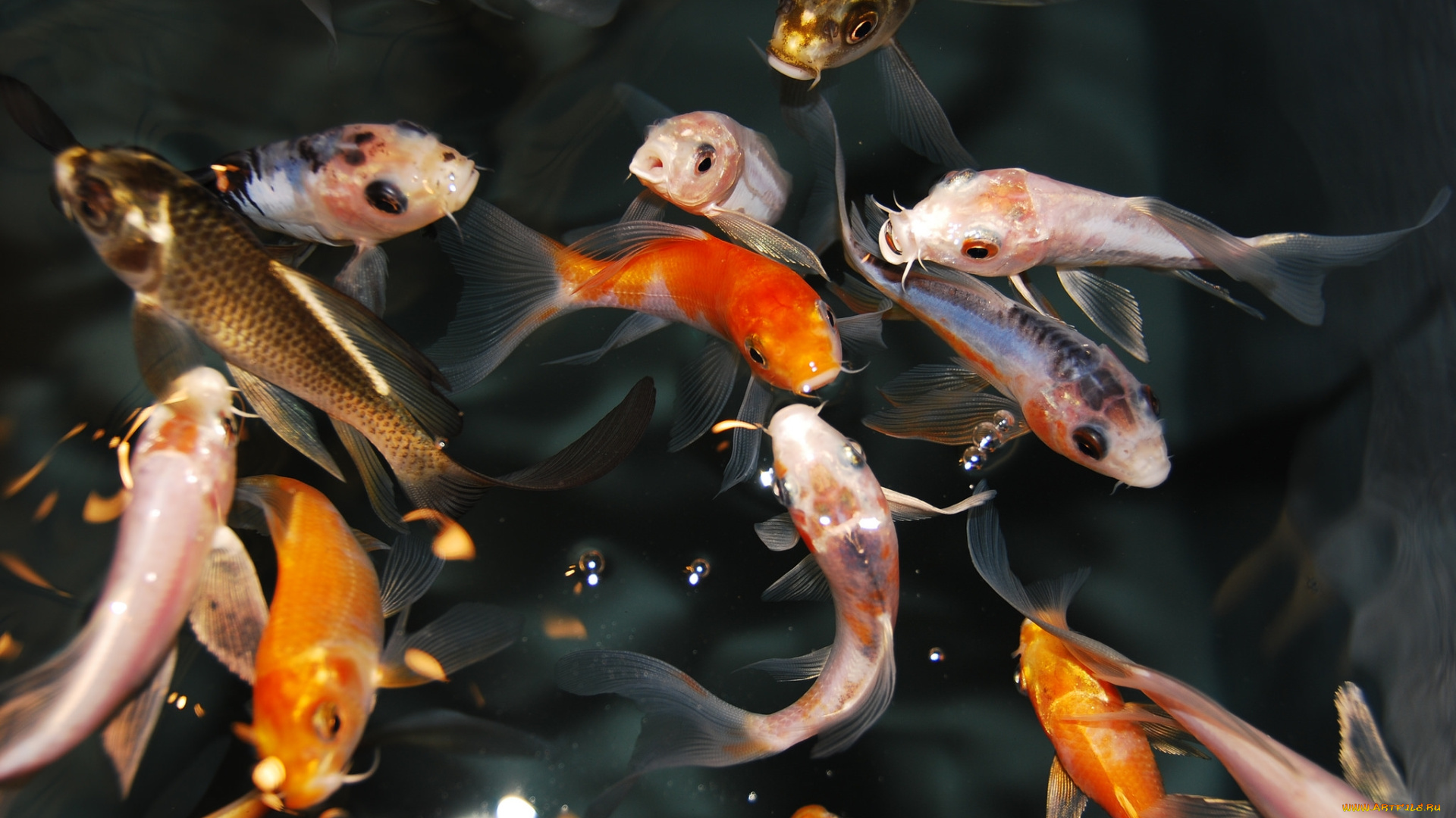 животные, рыбы, кои