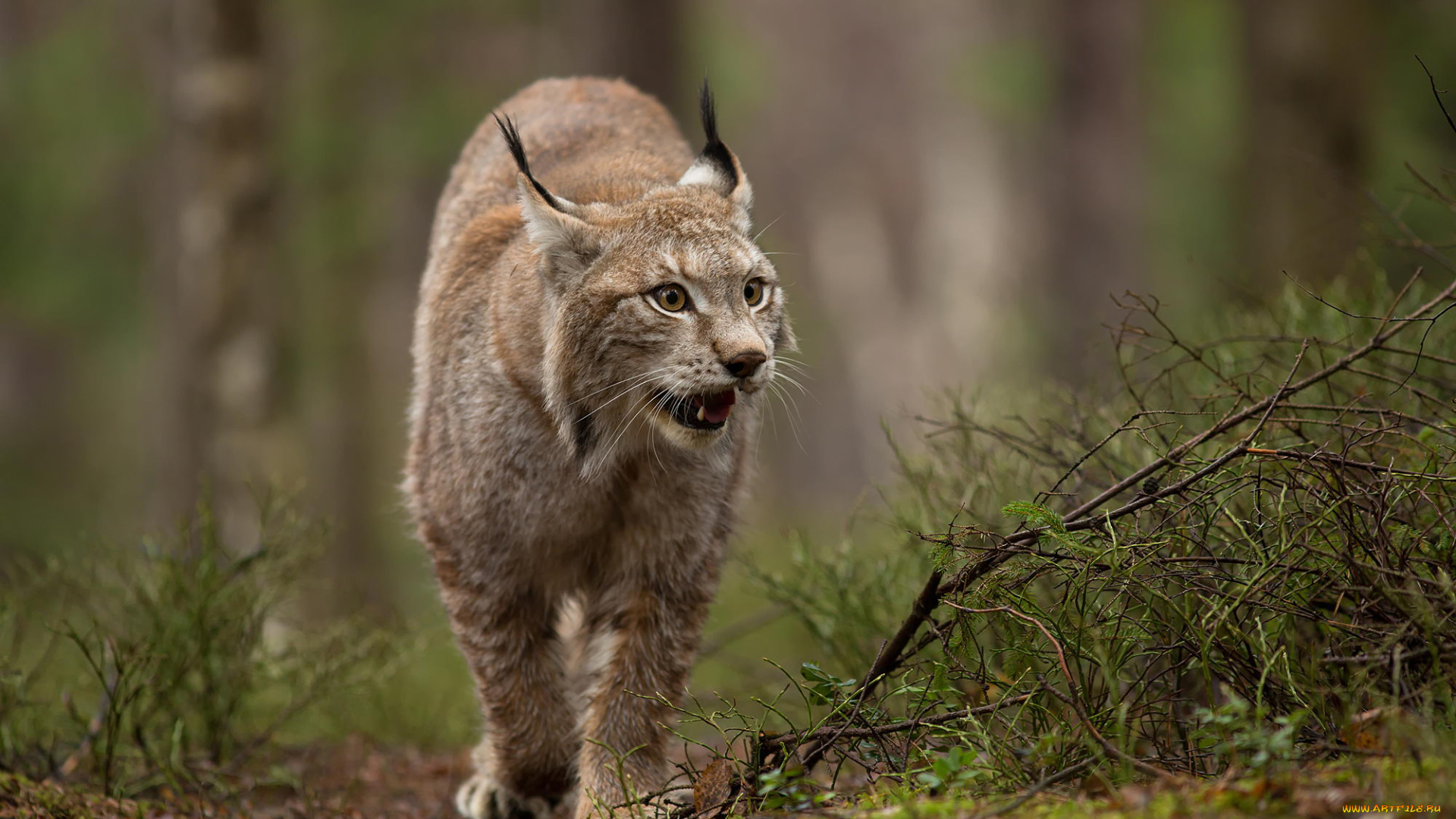 животные, рыси, природа, лес, животное, рысь, хищник, дикая, кошка