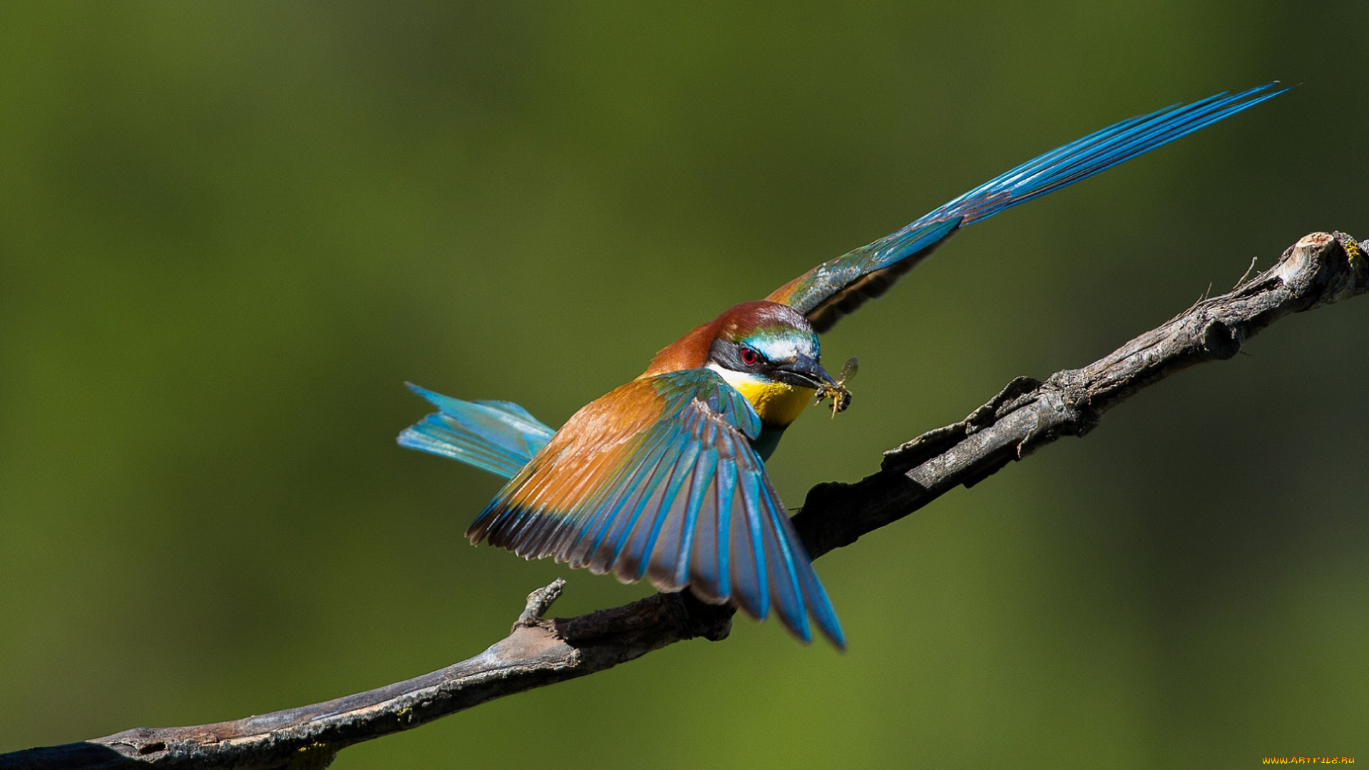 животные, щурки, , пчелоеды, еда, зелёный, фон, птица, ветка