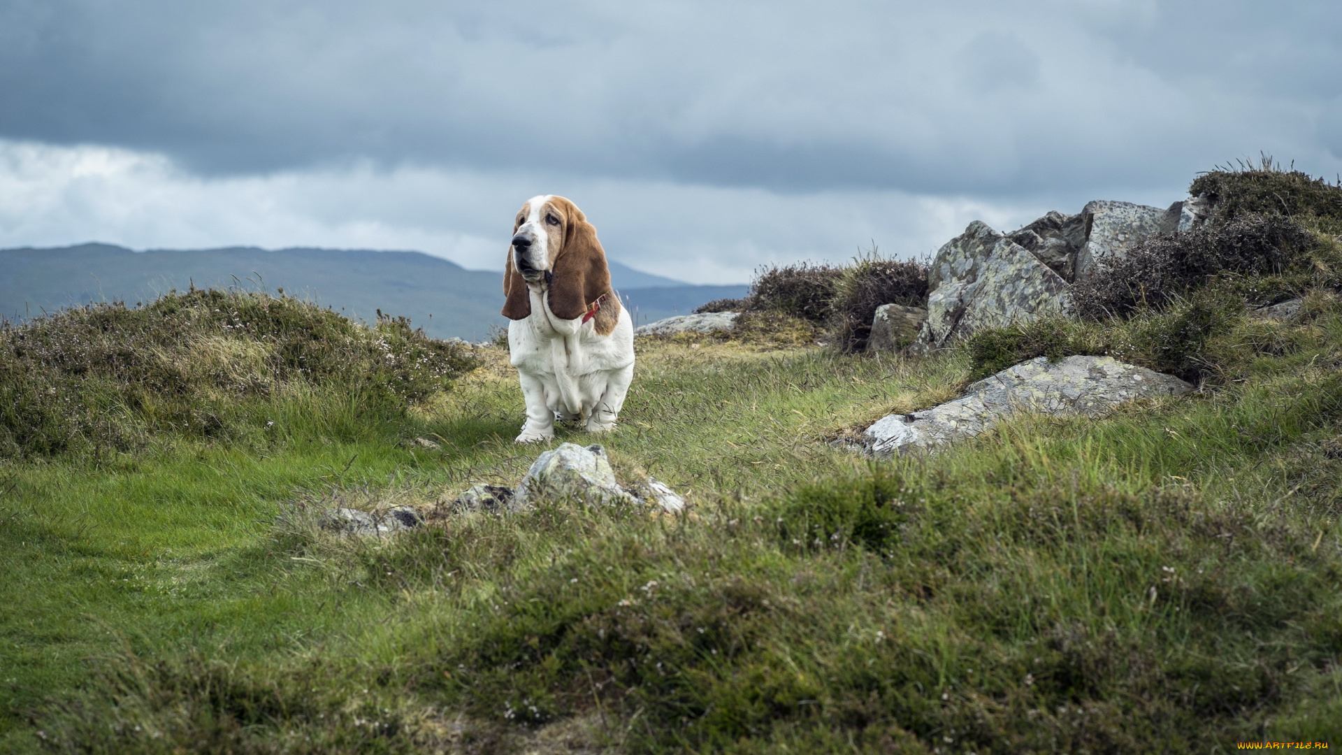 животные, собаки, басет