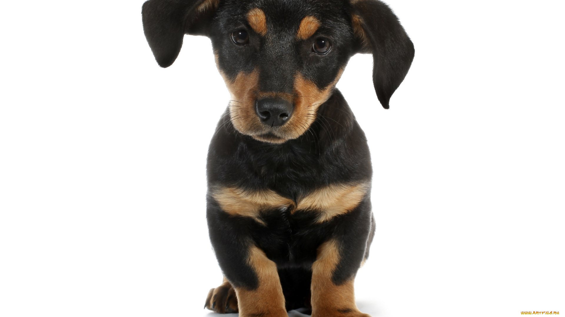 животные, собаки, дворняжка, собака