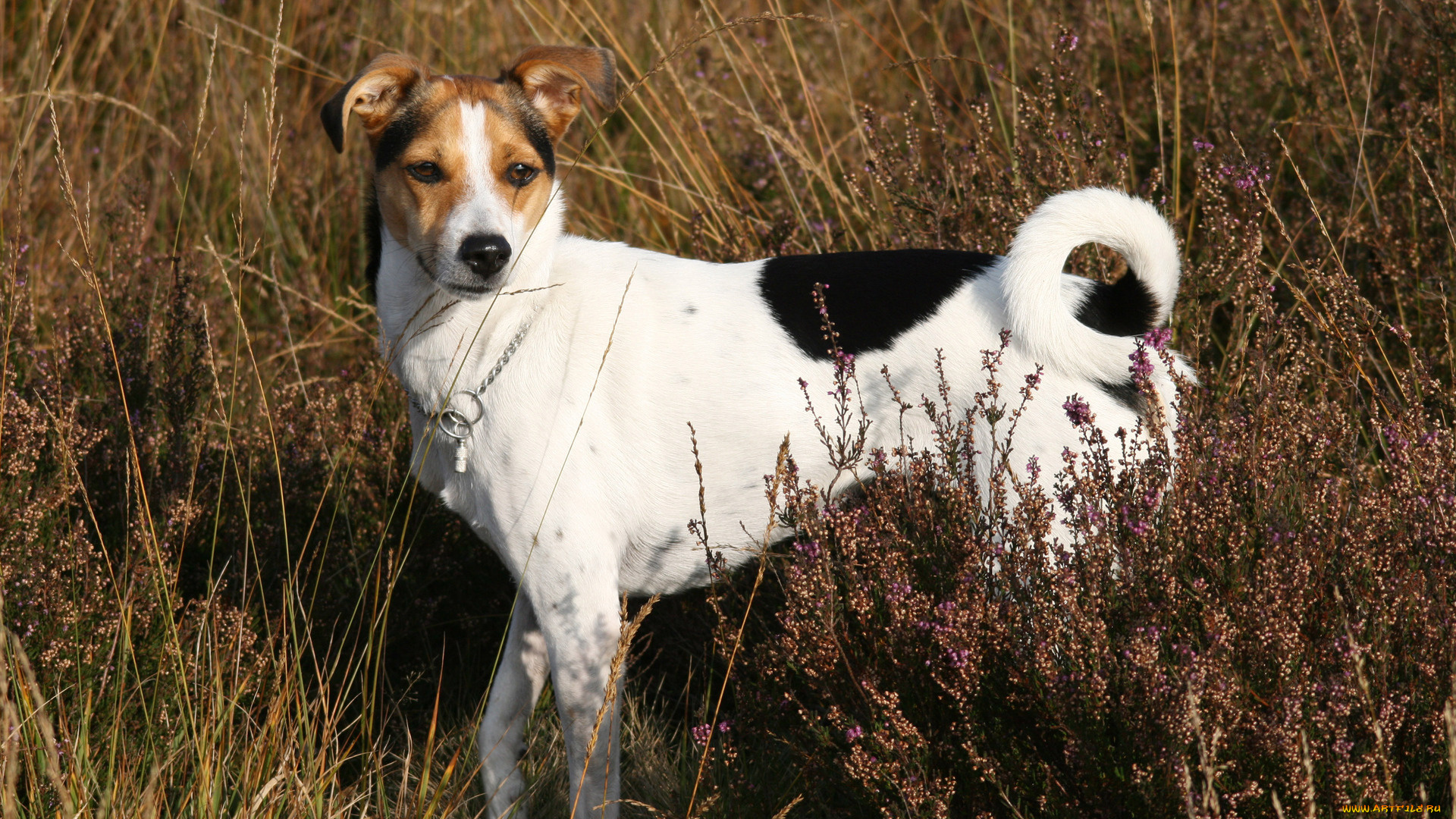 животные, собаки, взгляд