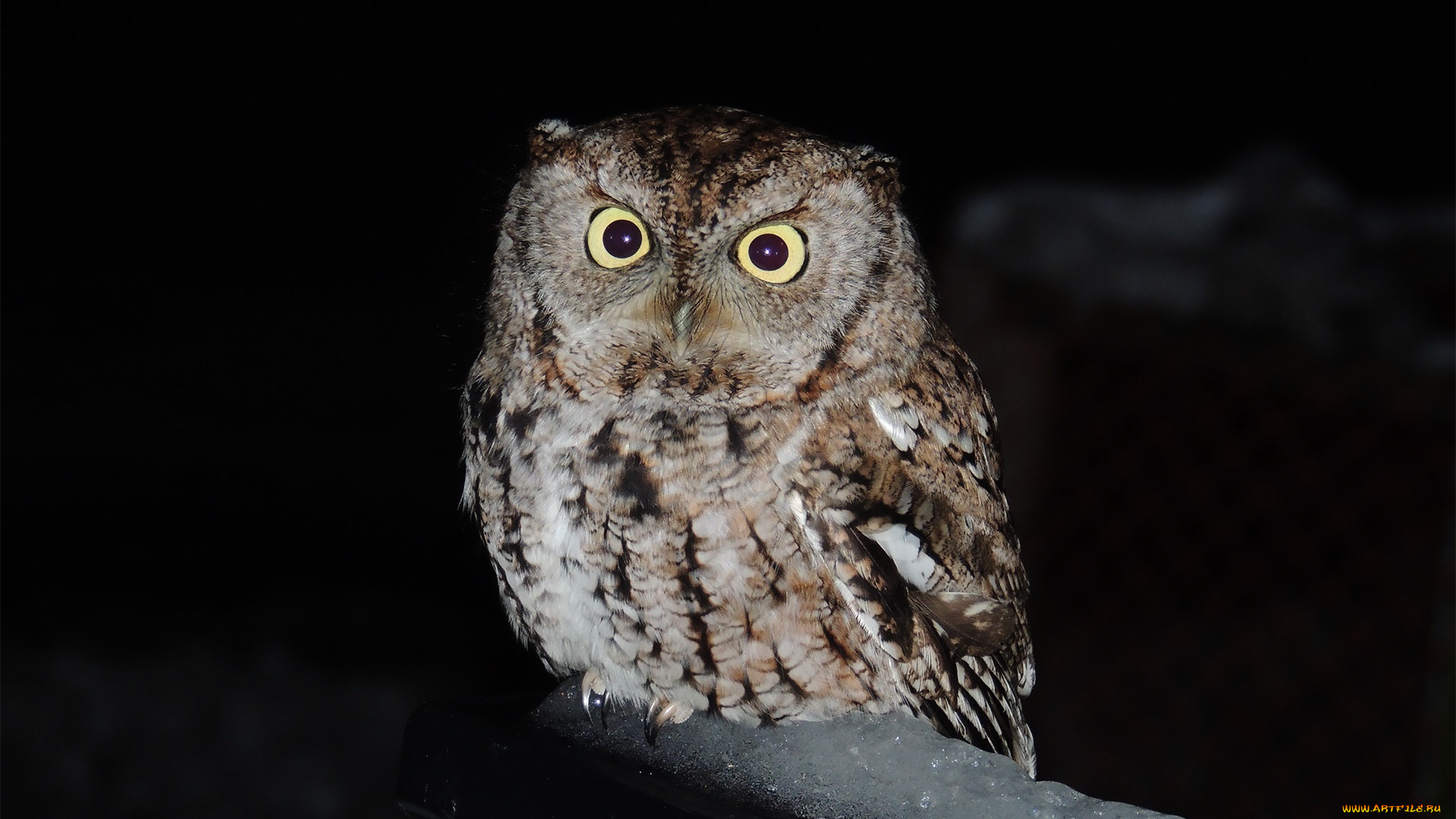 животные, совы, взгляд