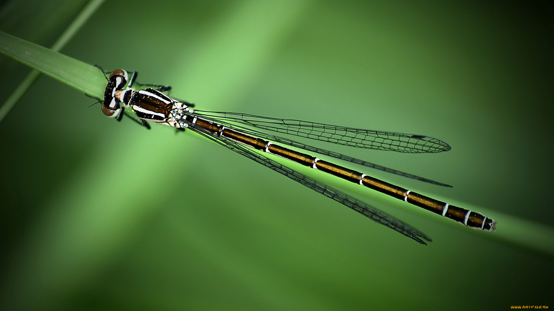 животные, стрекозы, зеленый