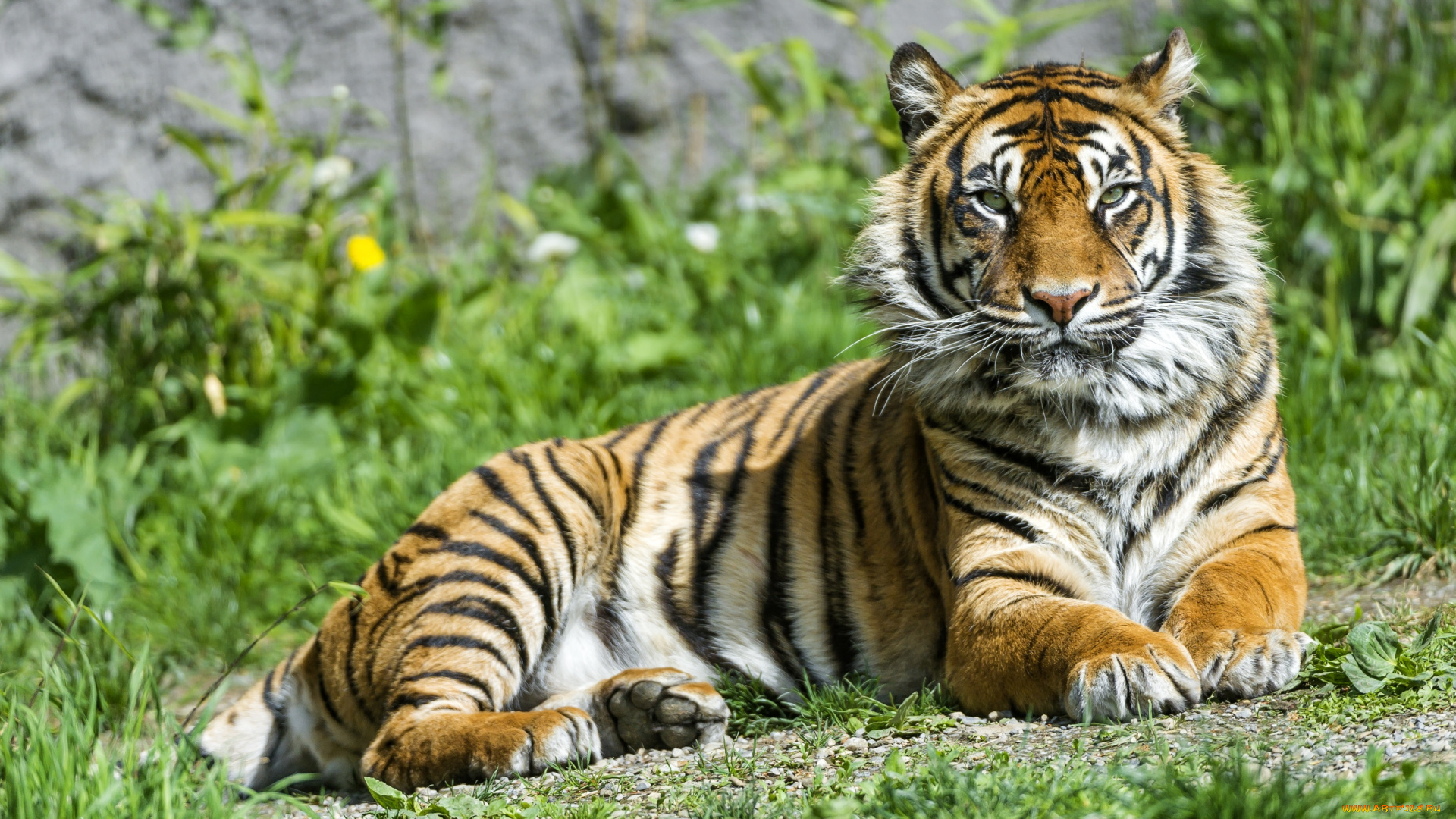 животные, тигры, хищник