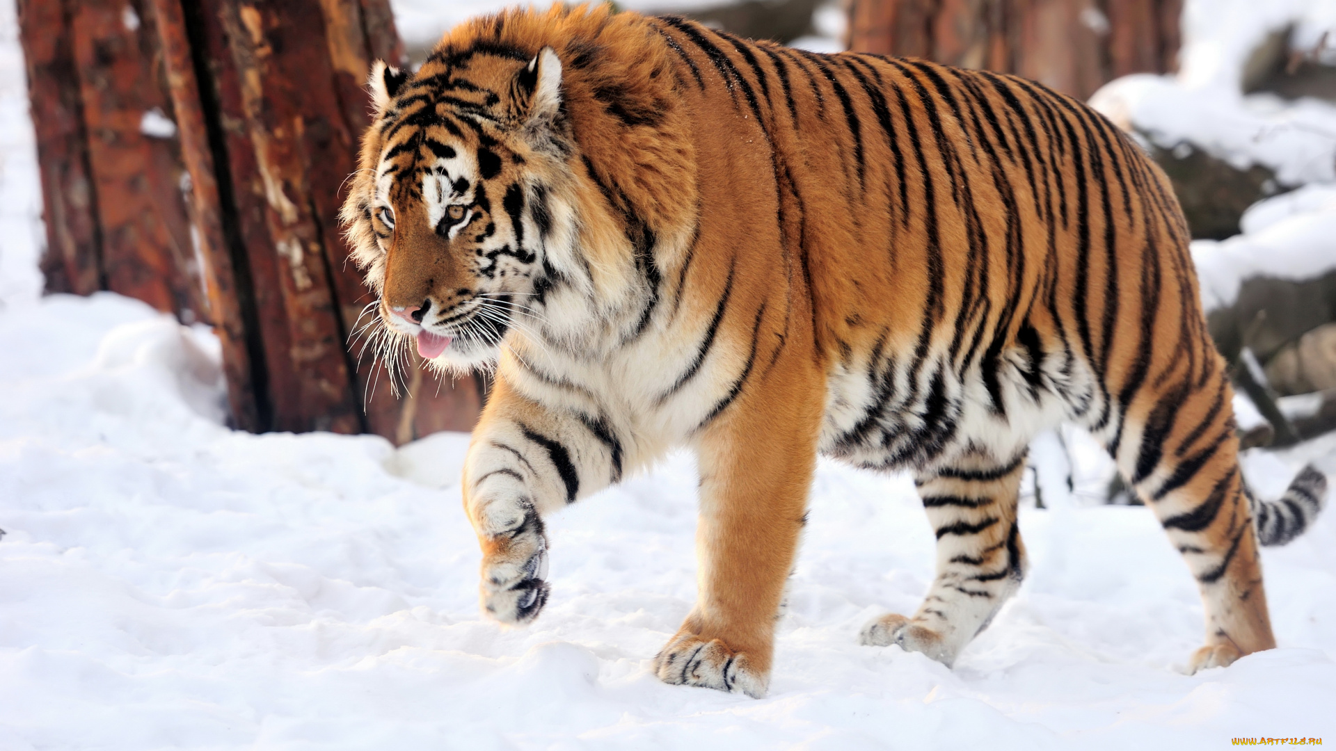 животные, тигры, тигр, снег
