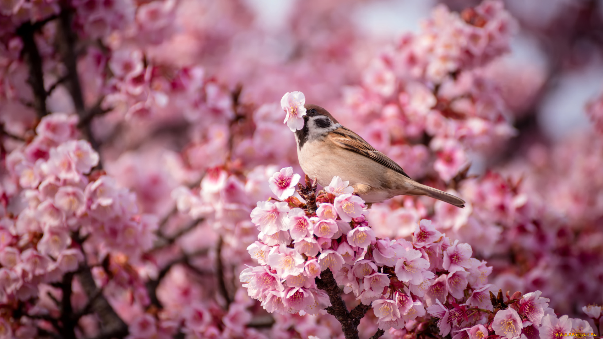 животные, воробьи, природа, весна, птица, воробей, розовые, цветы, вишня