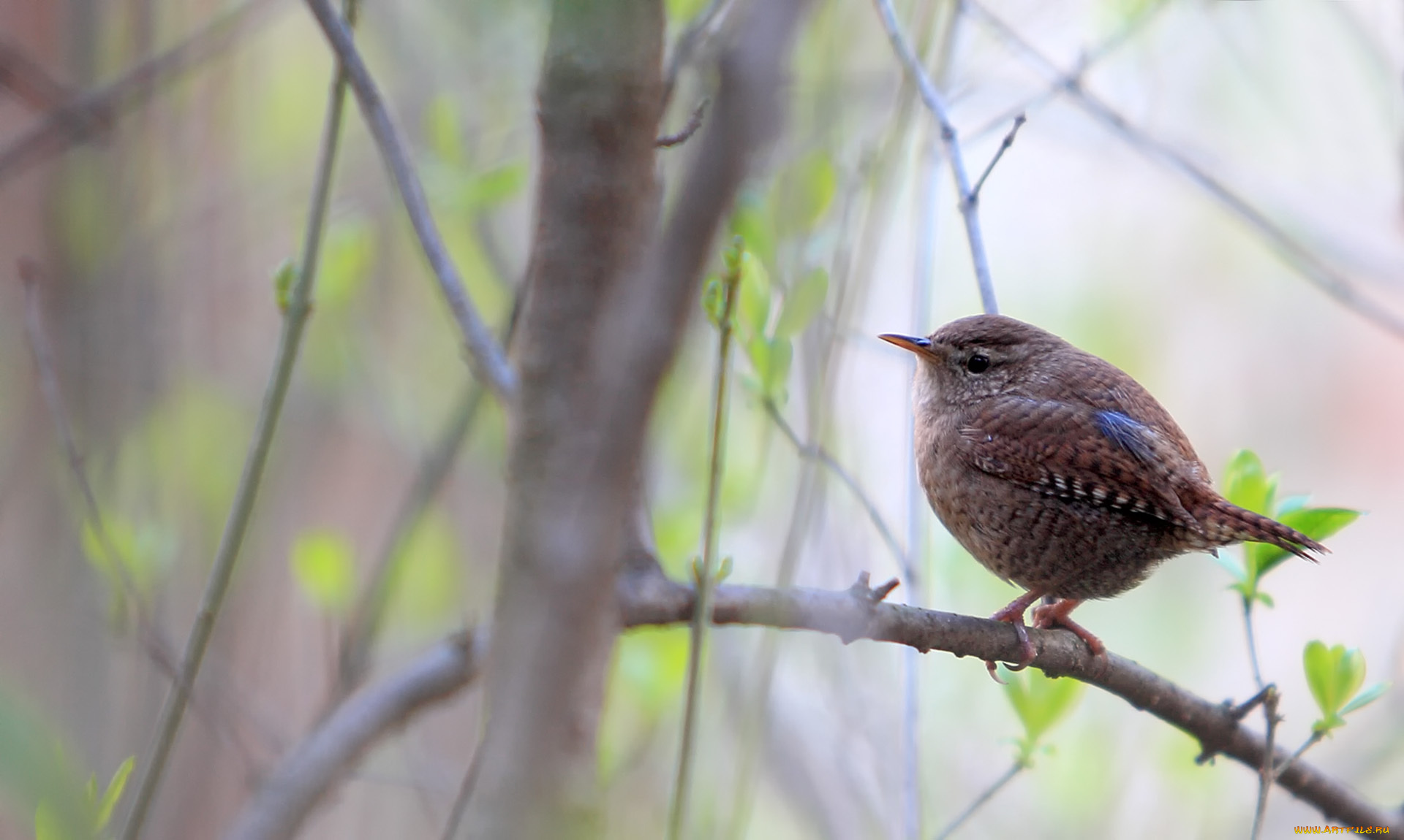 животные, птицы, птичка