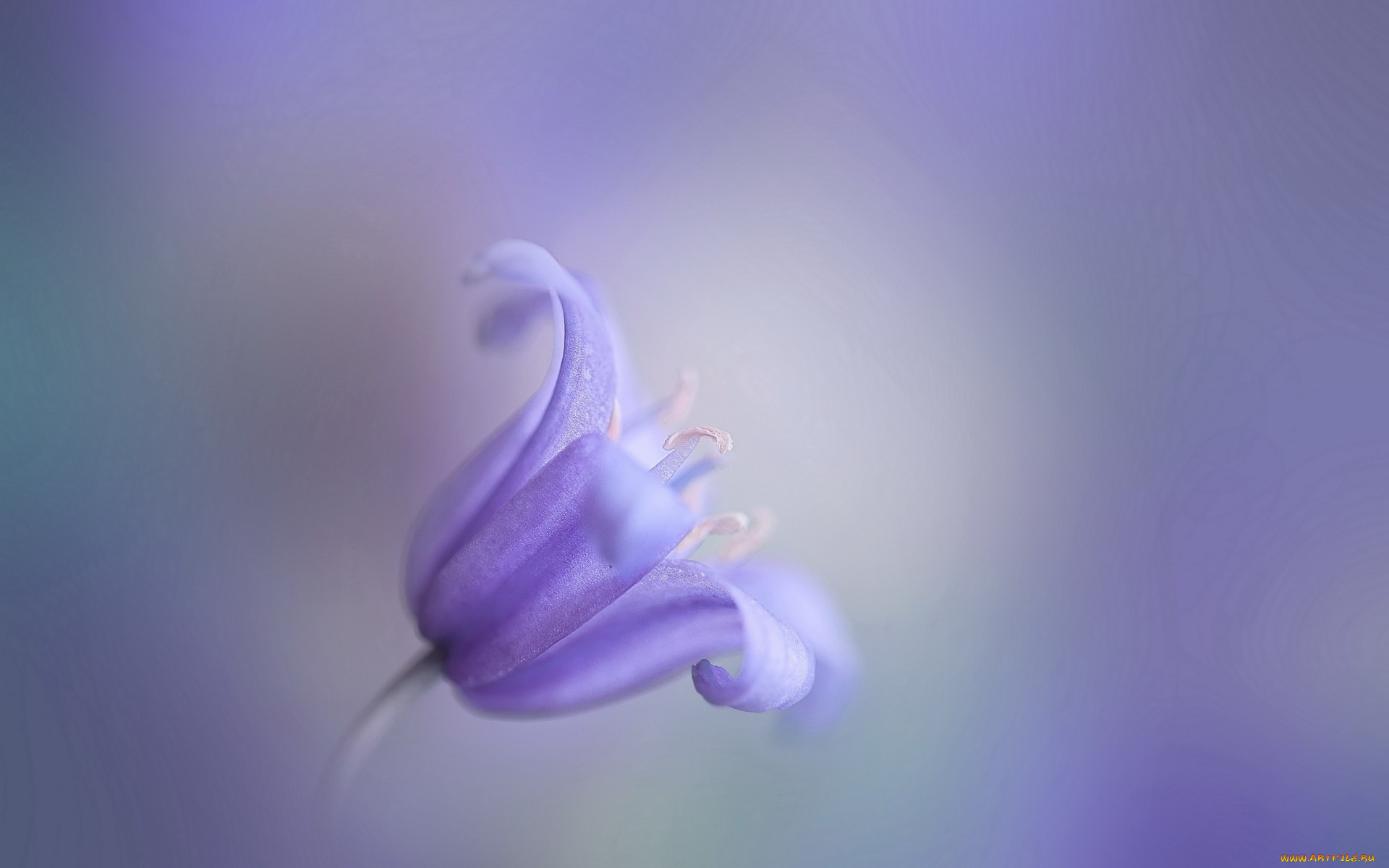 цветы, колокольчики, боке, колокольчик, цветок, сиреневый