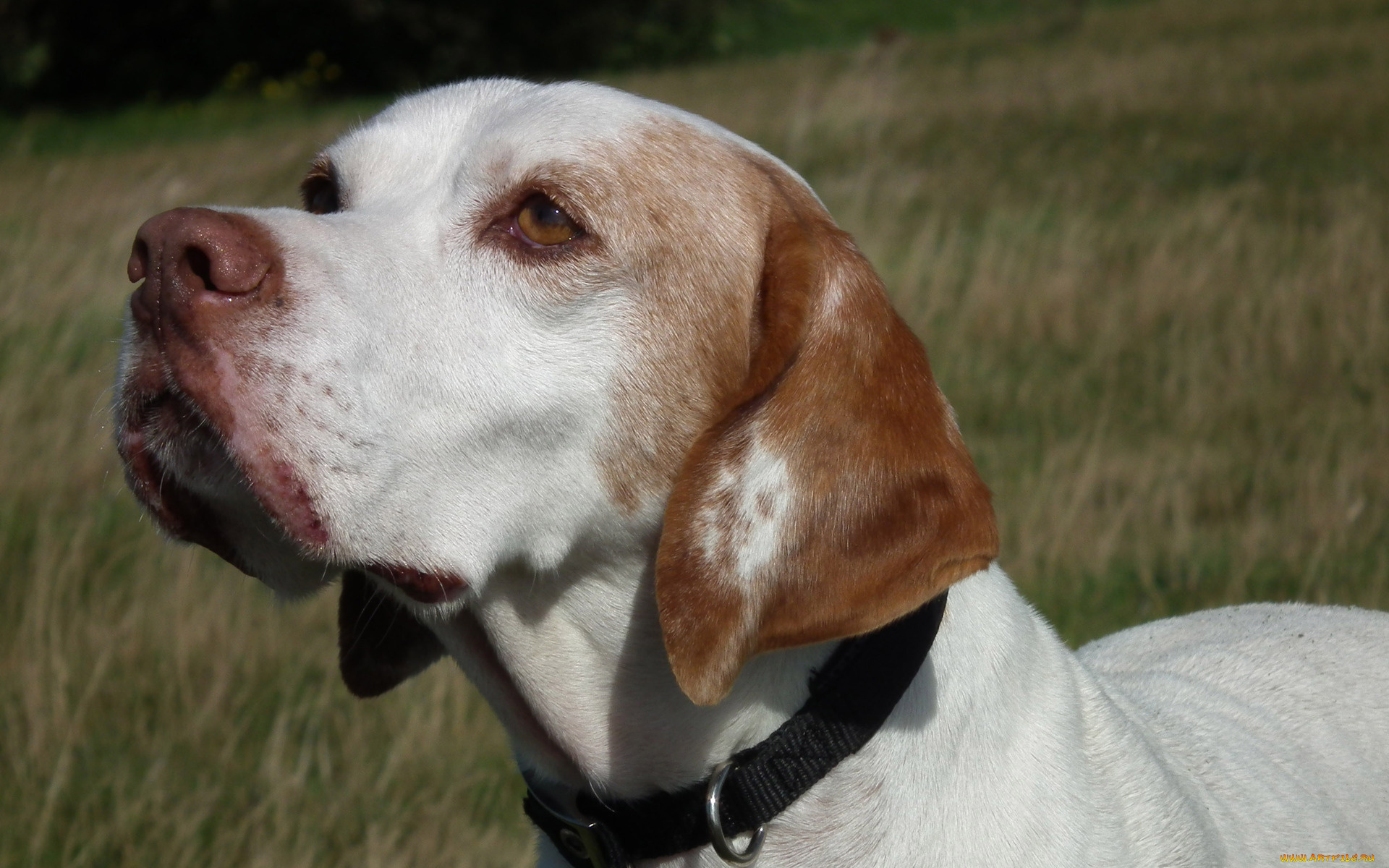 животные, собаки, взгляд