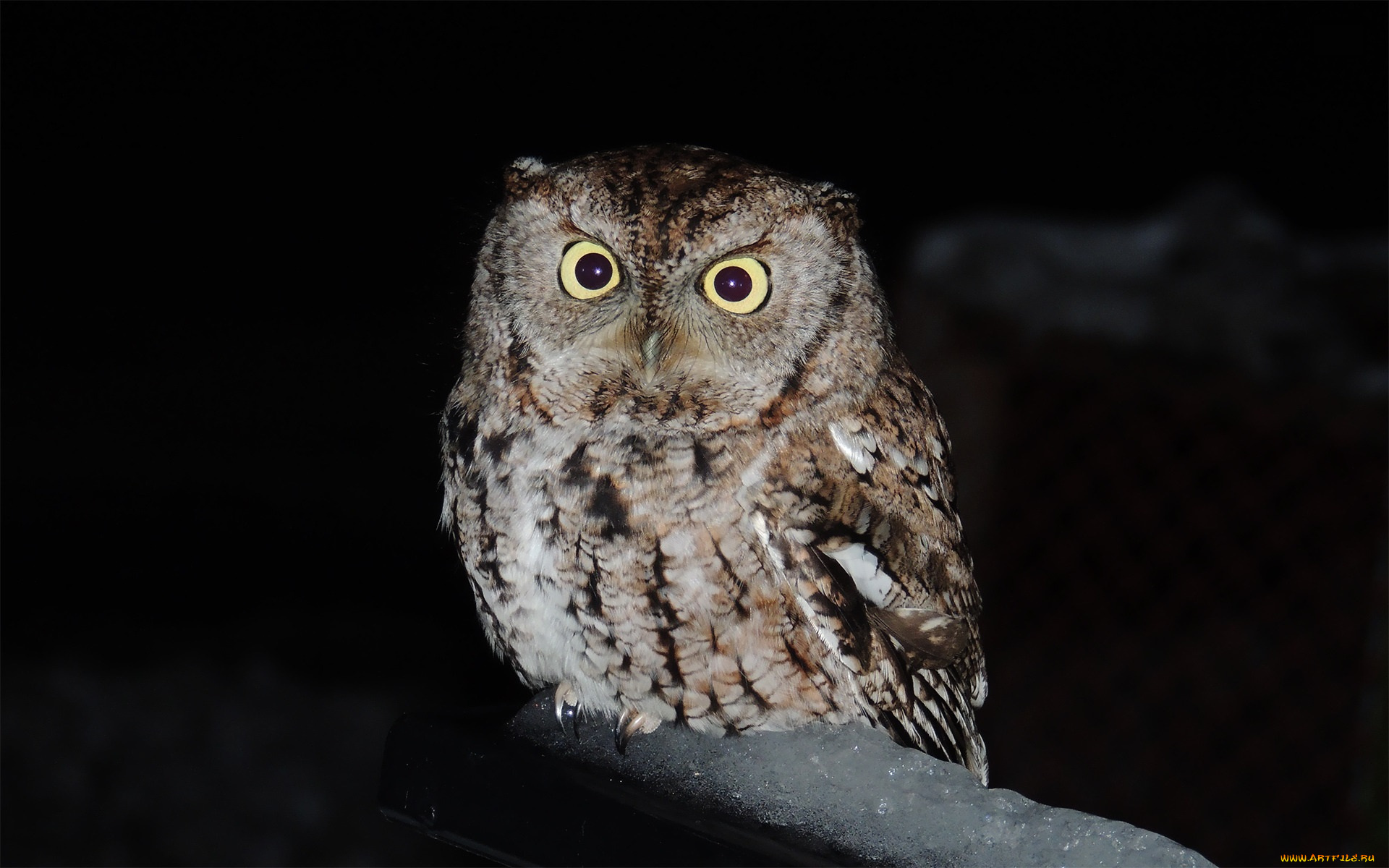 животные, совы, взгляд