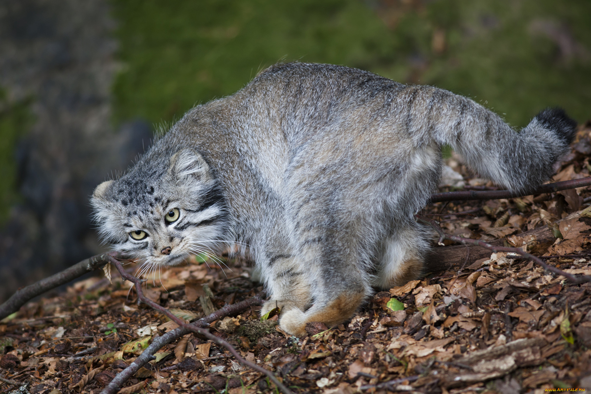 животные, манулы, природа, ветки, листья, взгляд, хищник, кот, манул