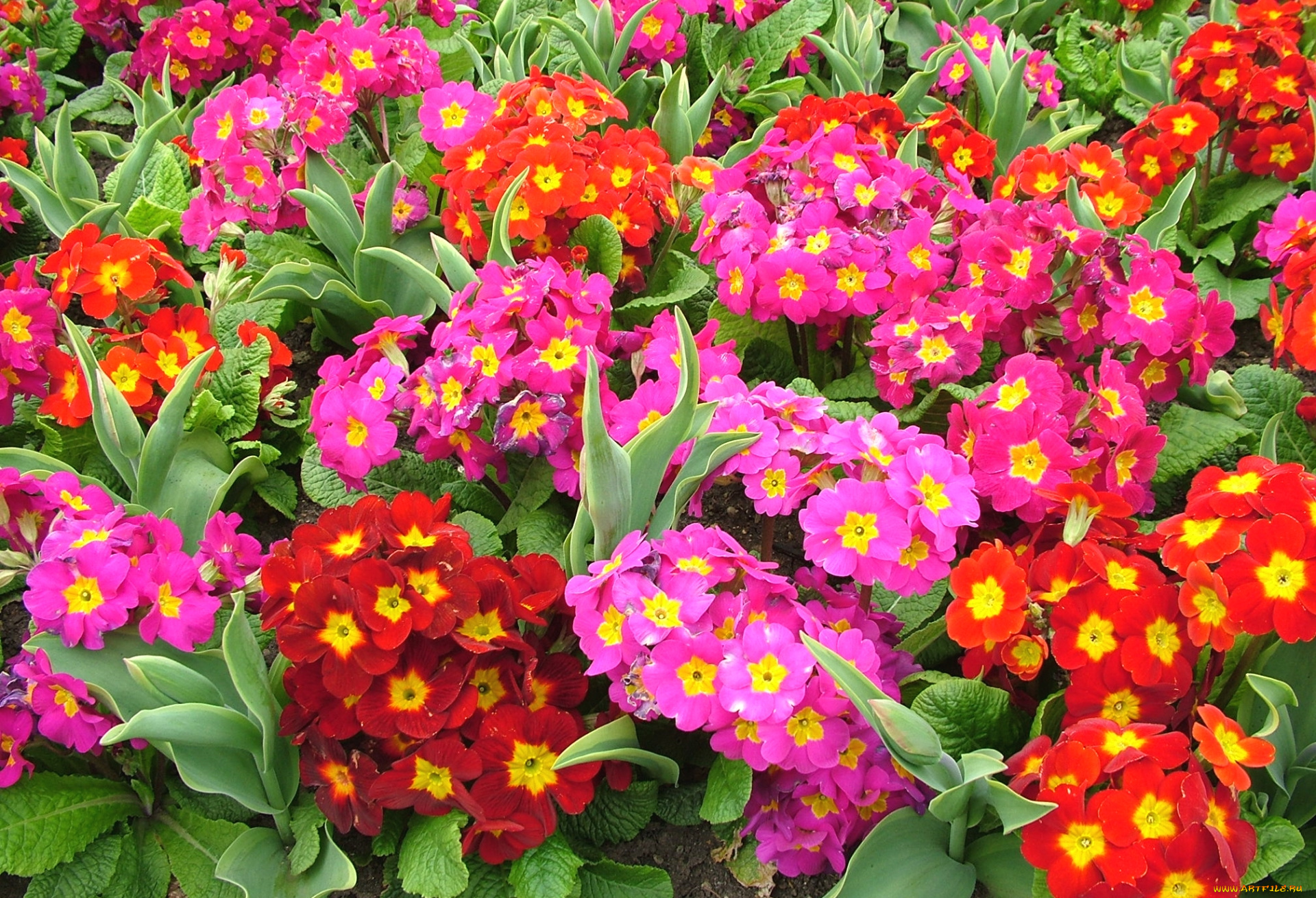 цветы, примулы, красный