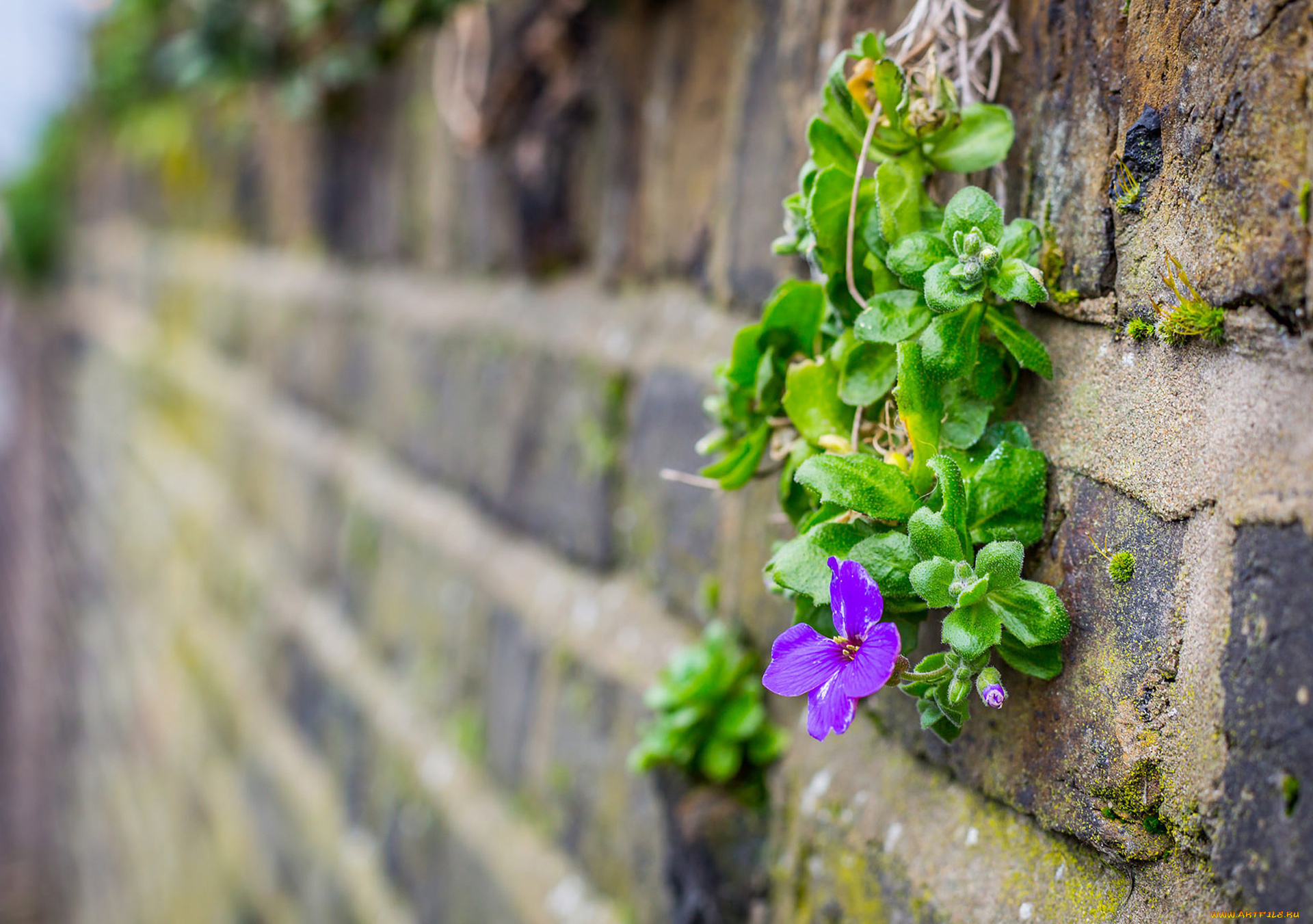цветы, мох, кирпич, стена, макро