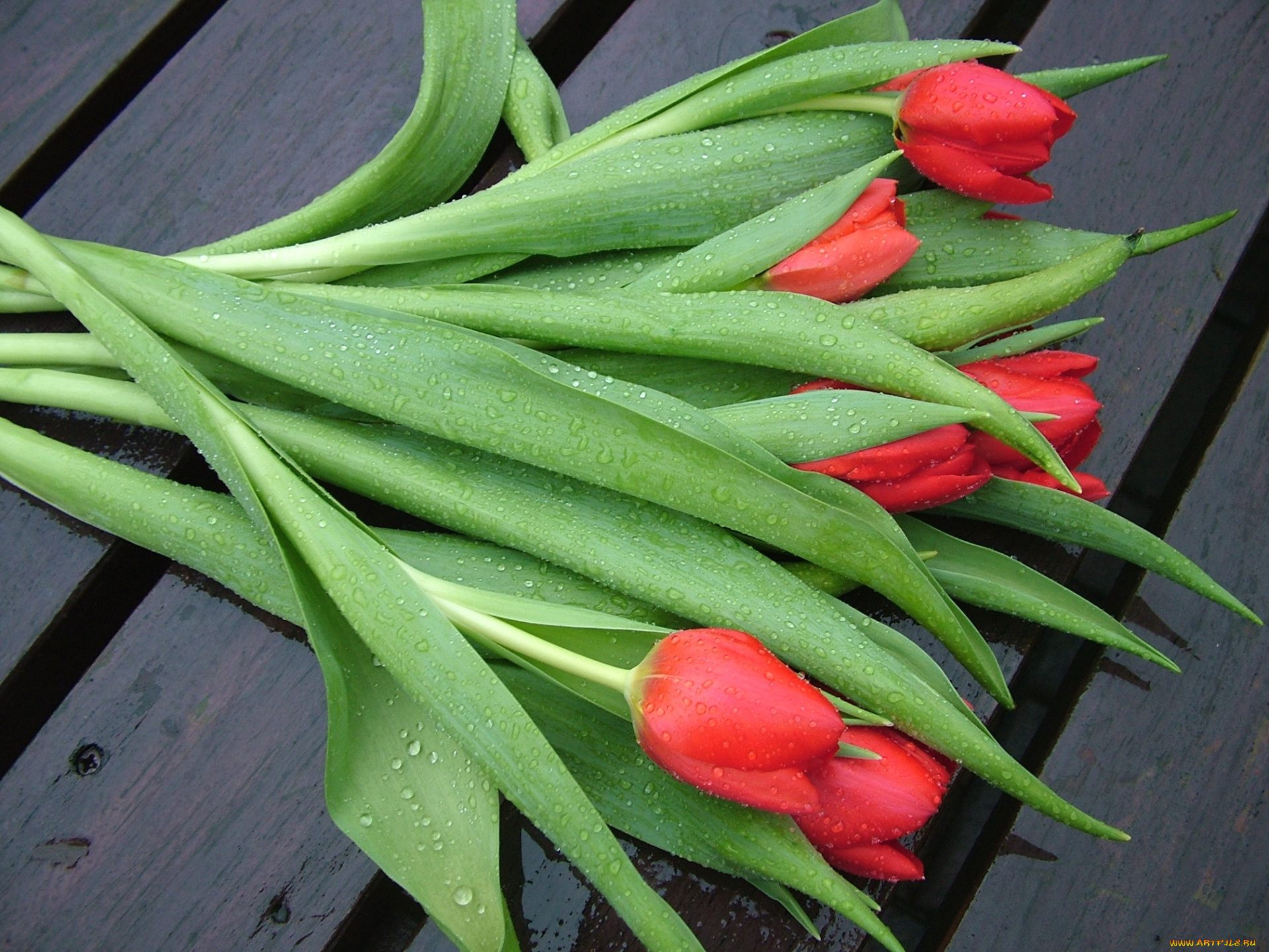 цветы, тюльпаны, красный