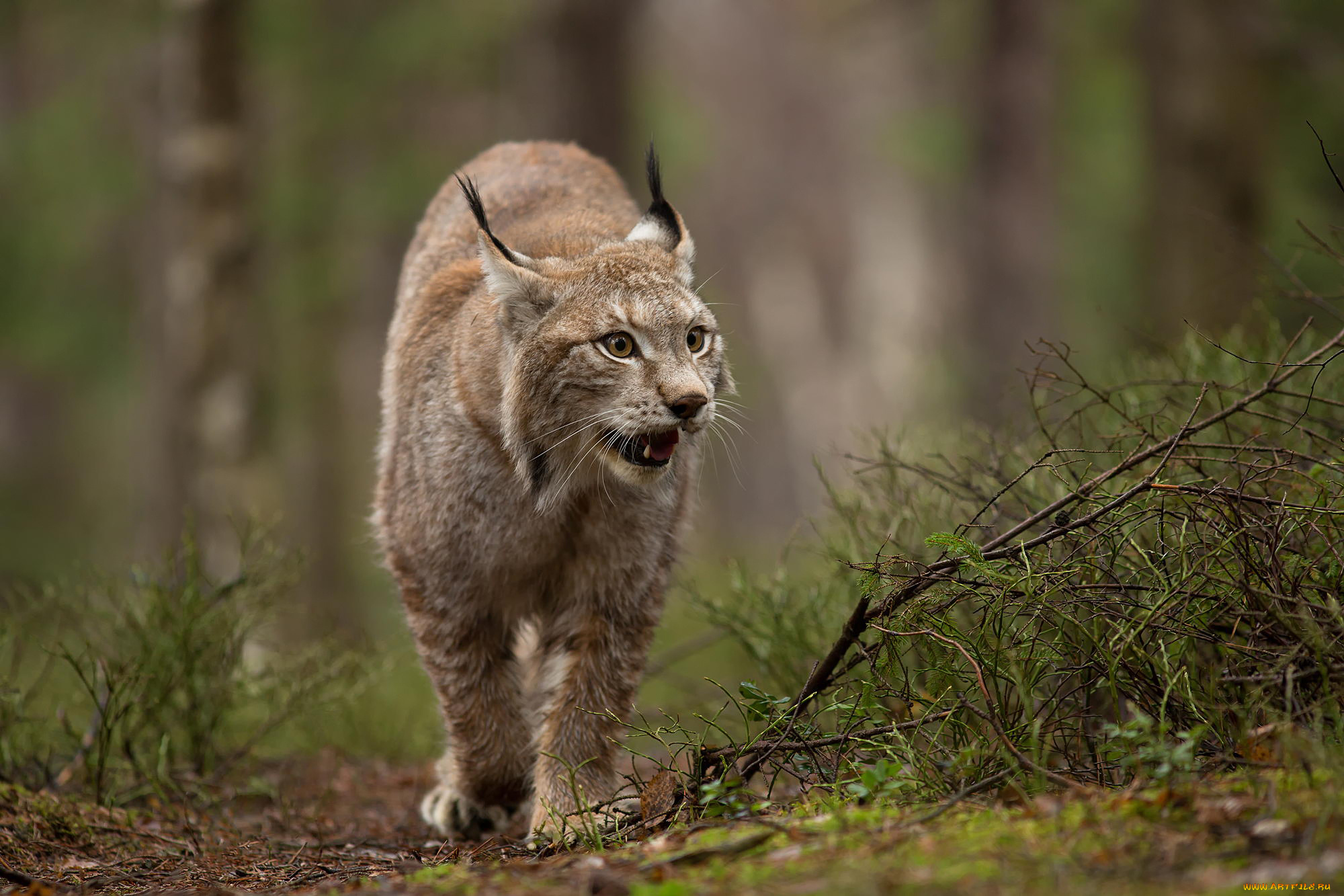 животные, рыси, природа, лес, животное, рысь, хищник, дикая, кошка