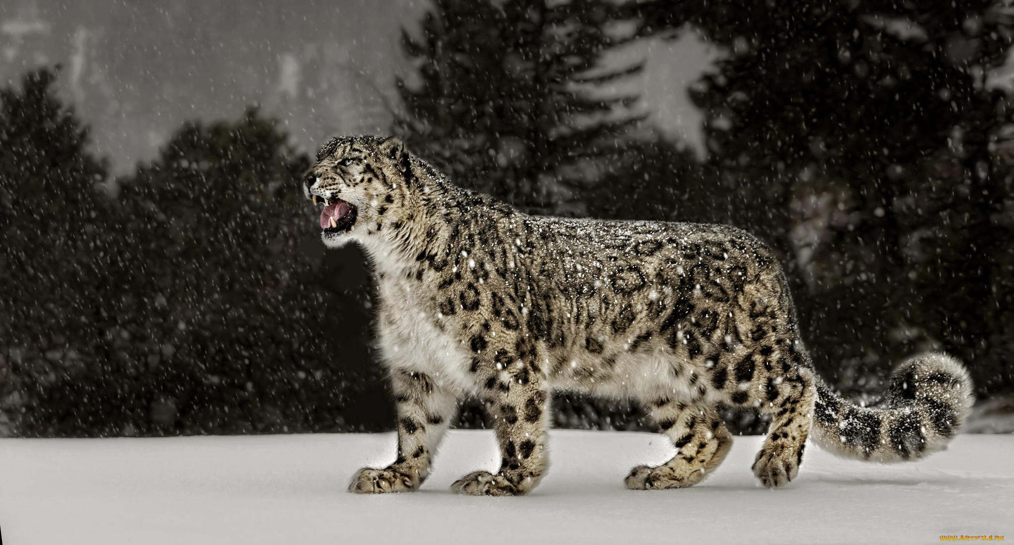 животные, леопарды, snow, leopard, снег, леопард
