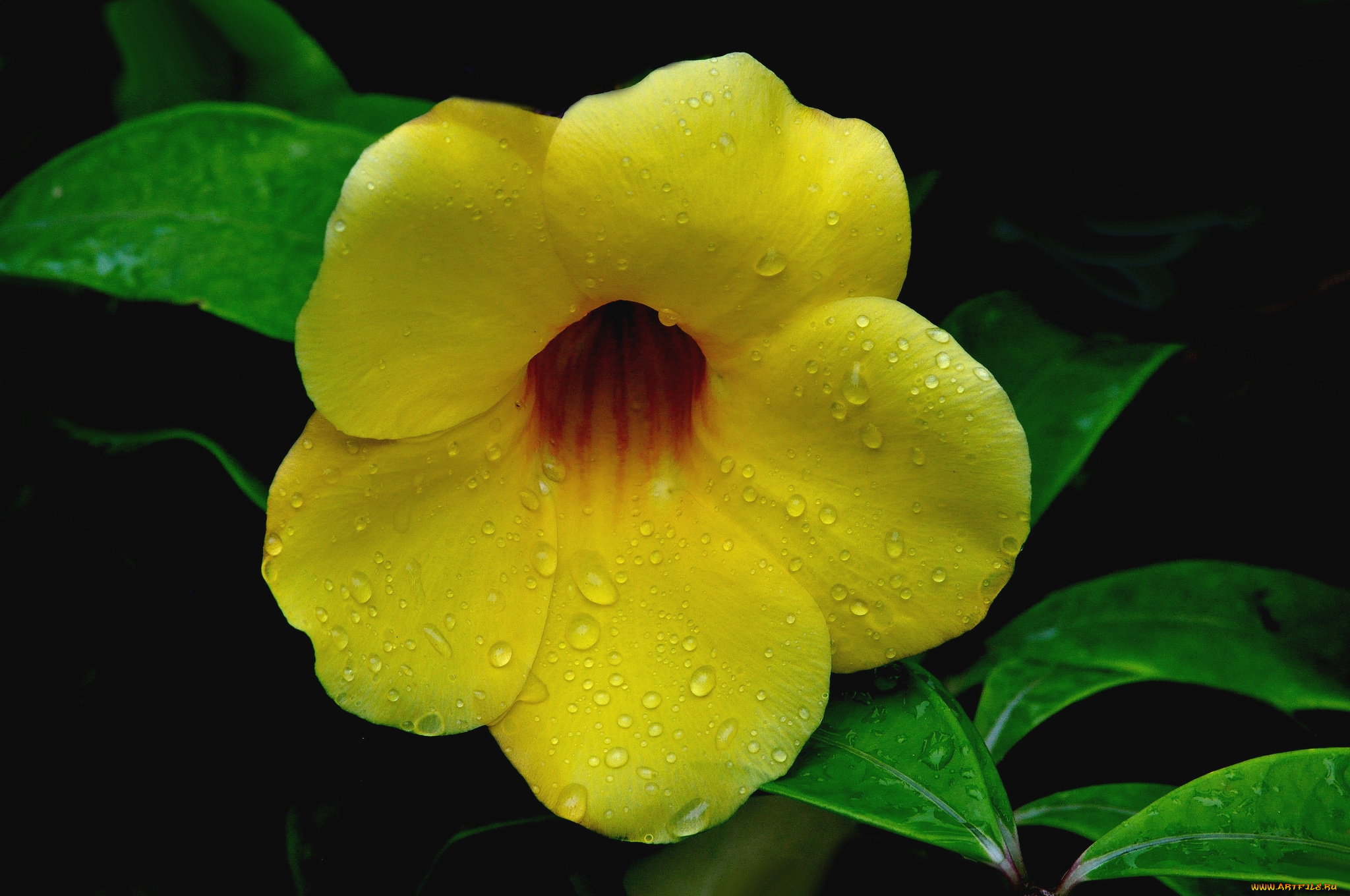 цветы, алламанда, желтый