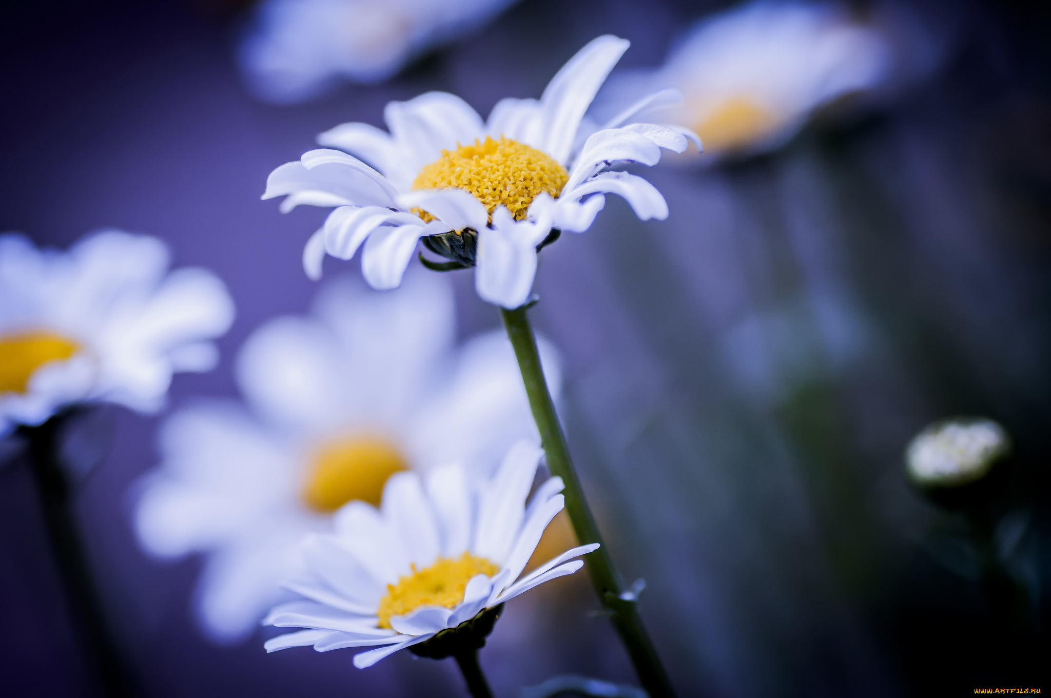 цветы, ромашки, фон, макро